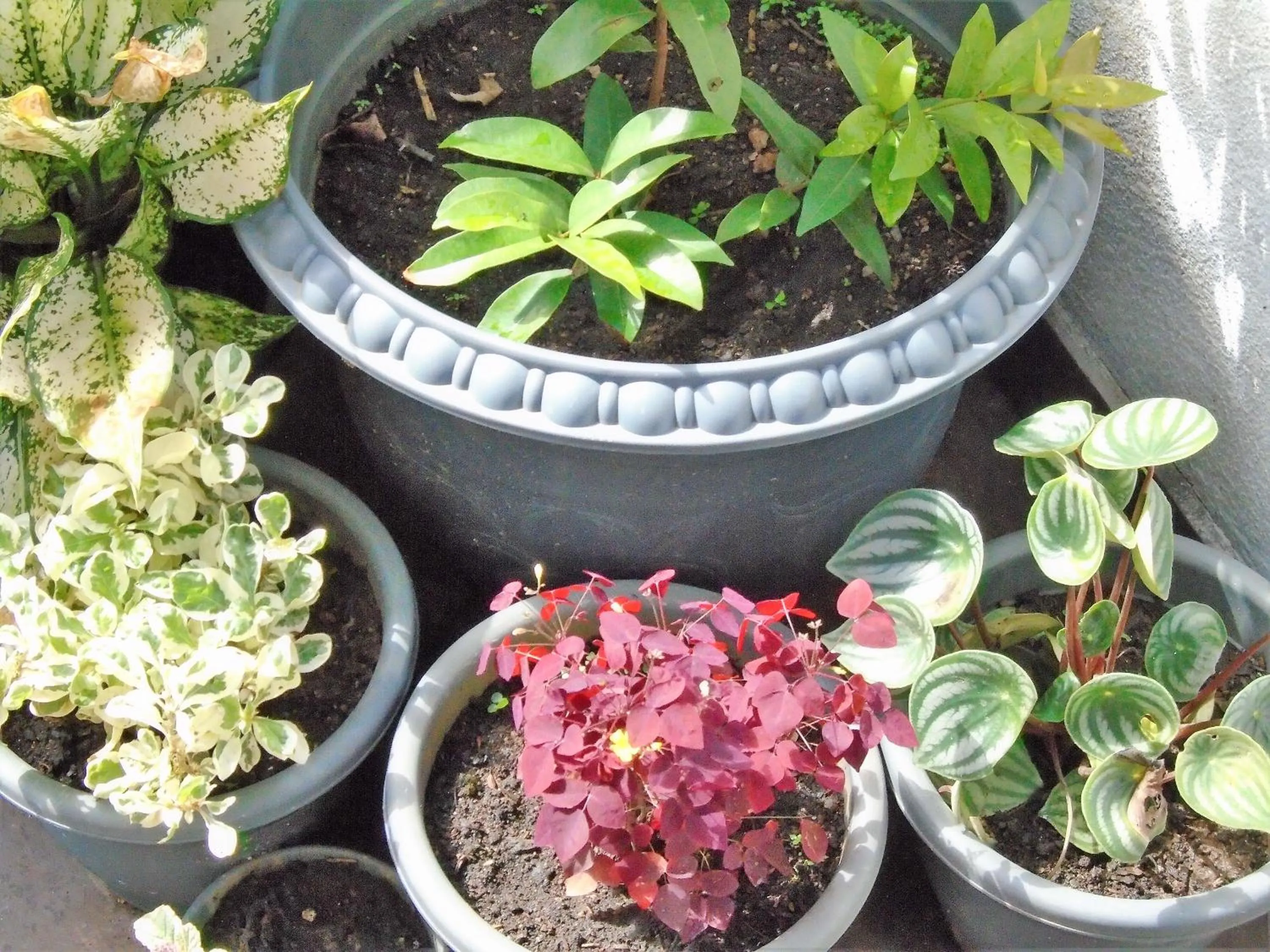 Kandy Mountain Cottage