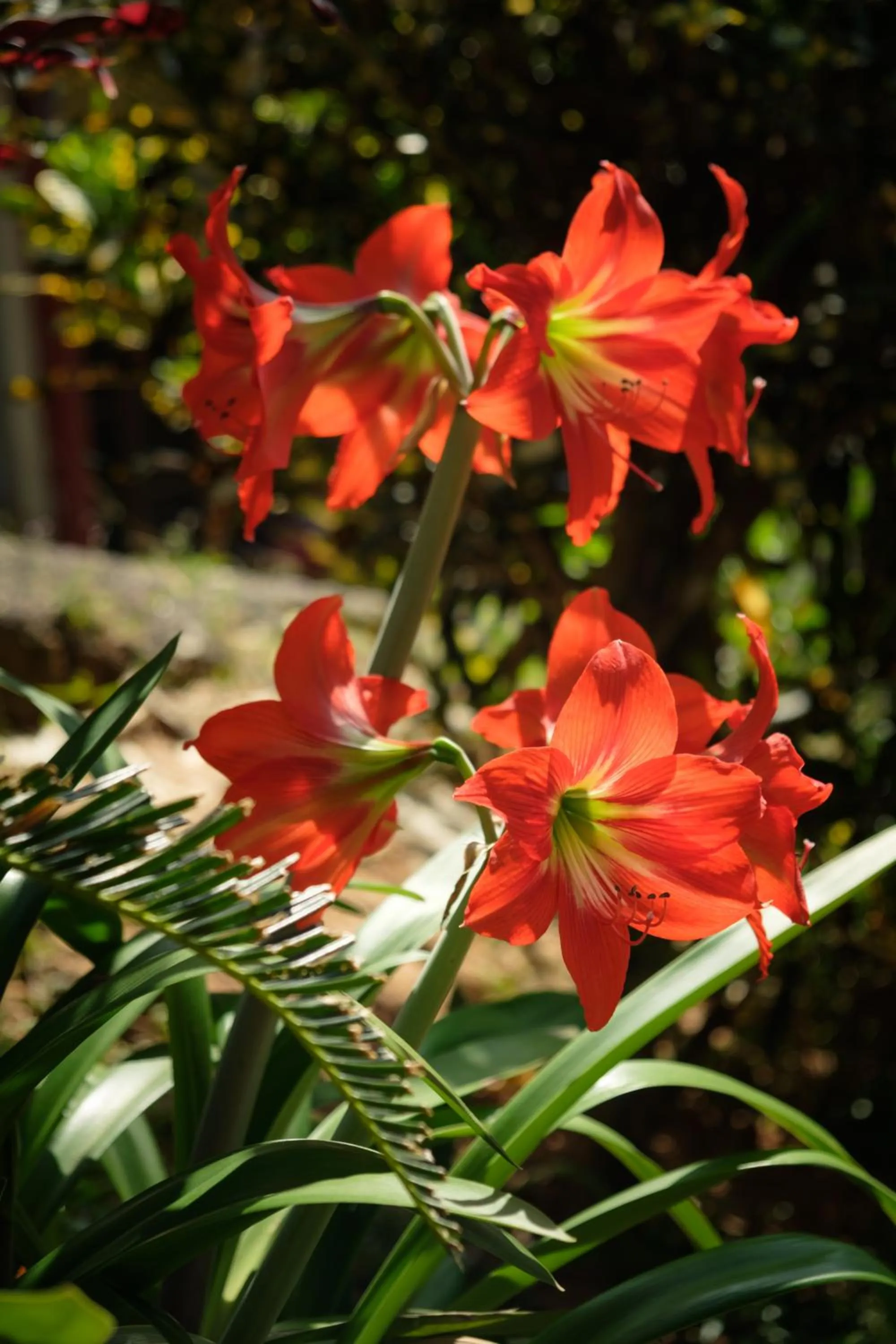 Kandy Mountain Cottage