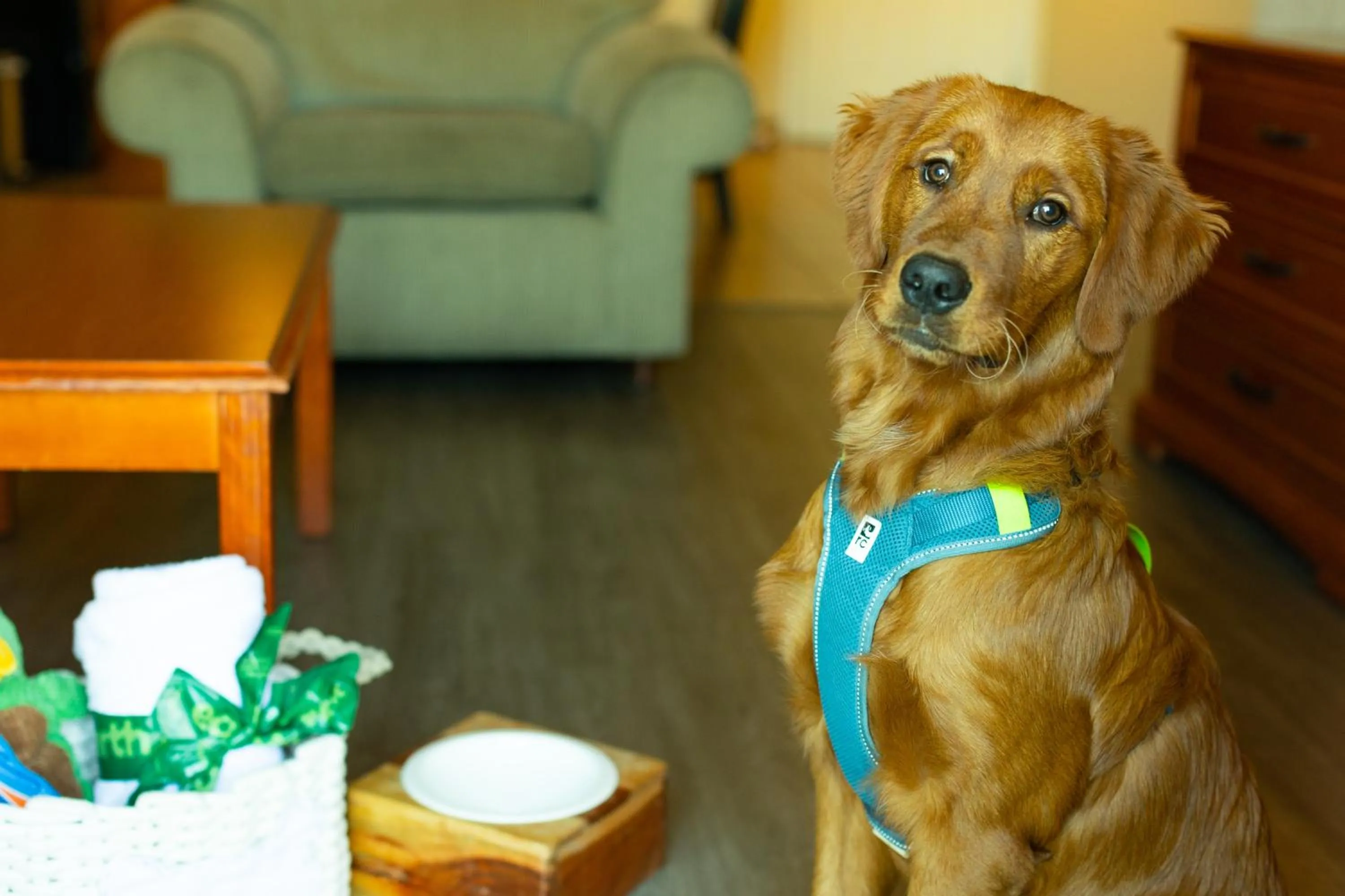 pet friendly in Inn on Long Lake