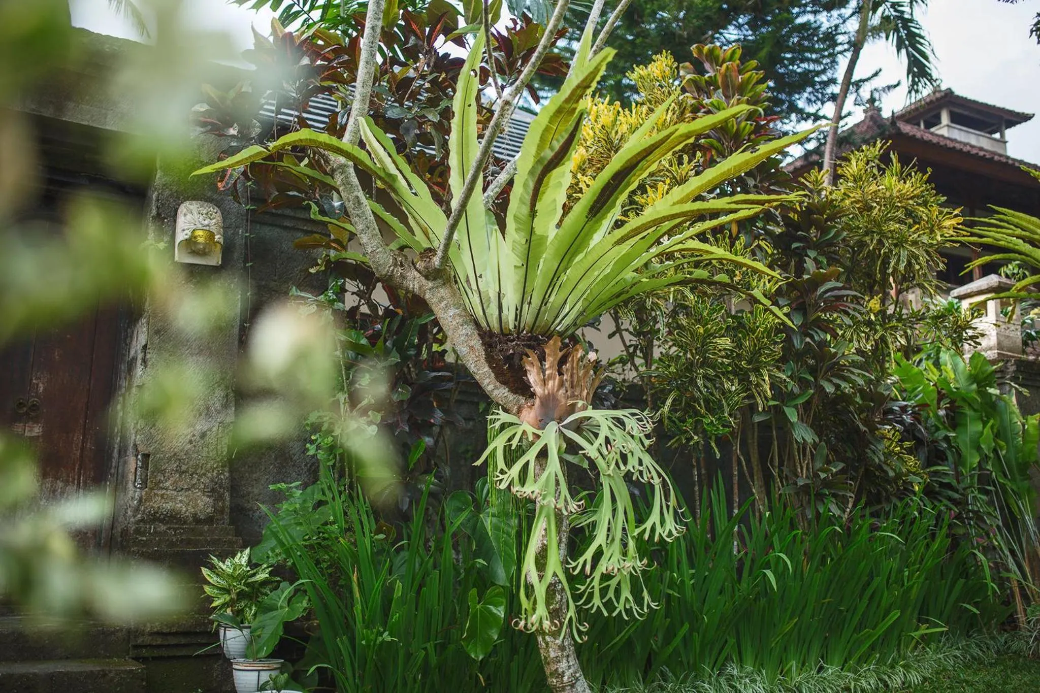 Garden in Alas Petulu Villa Resort and Spa