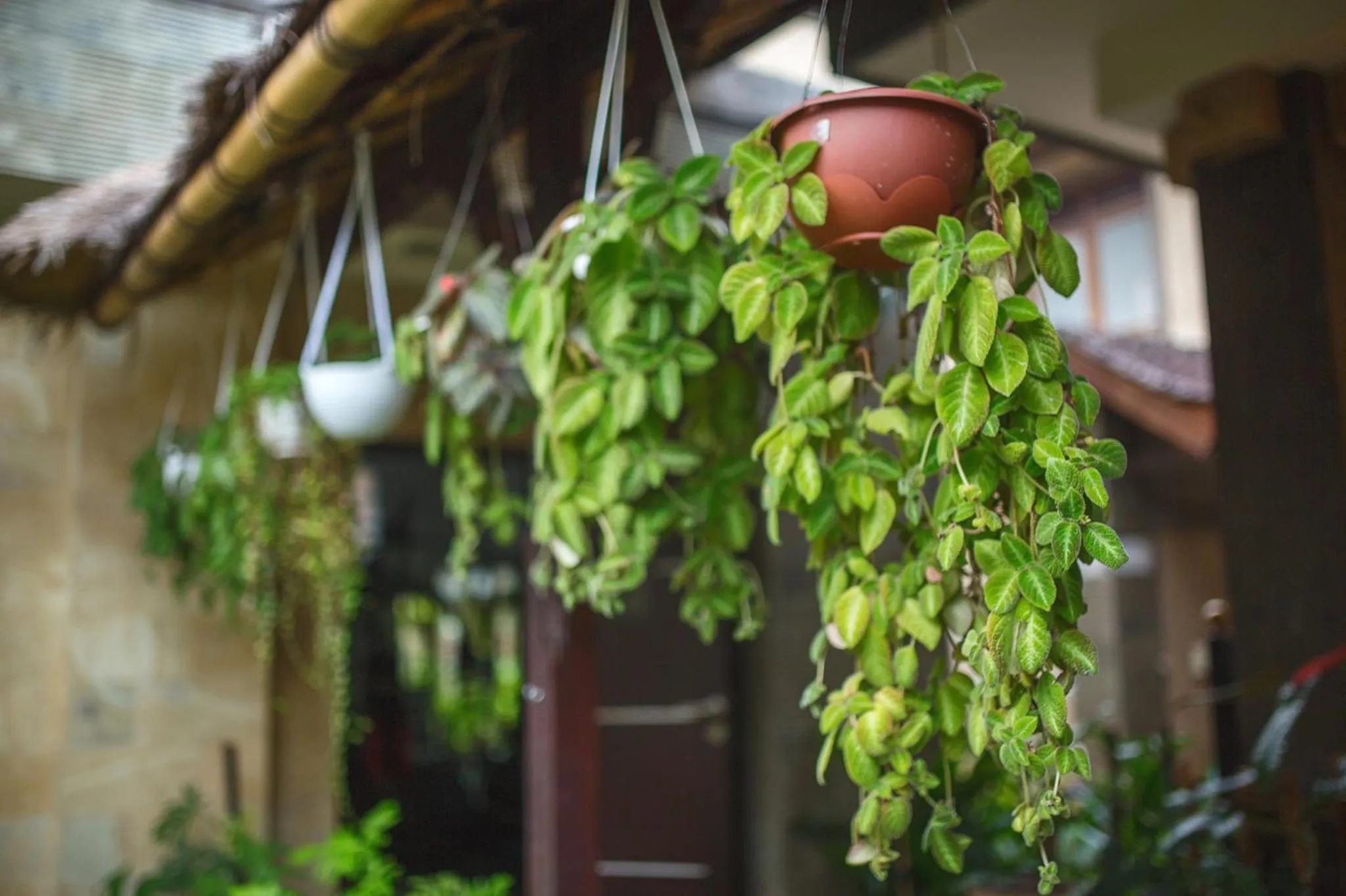 Garden in Alas Petulu Villa Resort and Spa