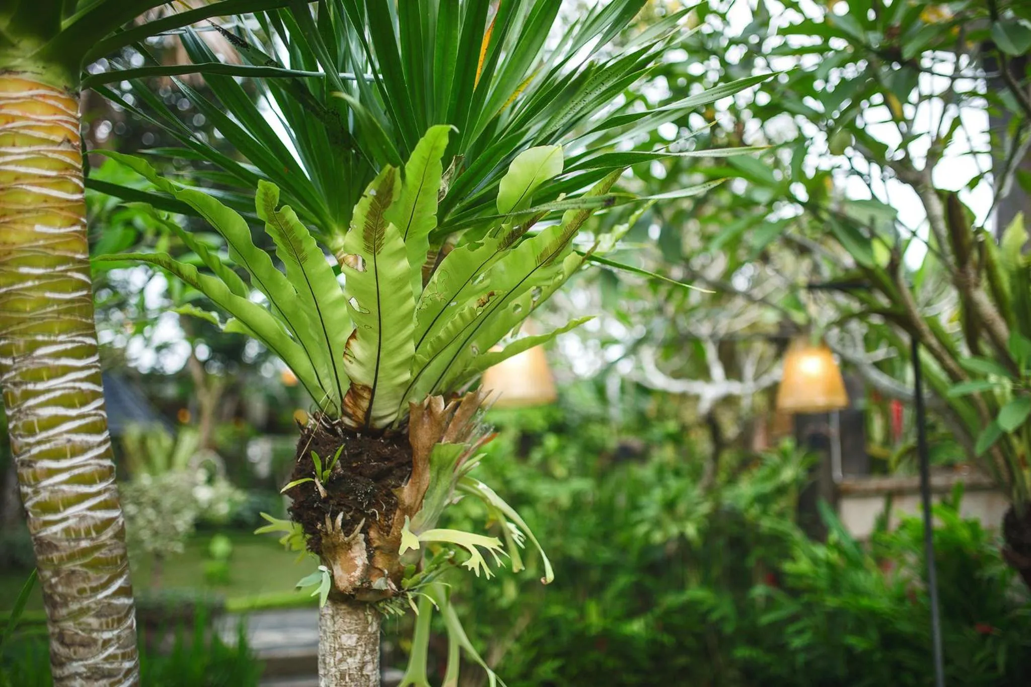 Garden in Alas Petulu Villa Resort and Spa