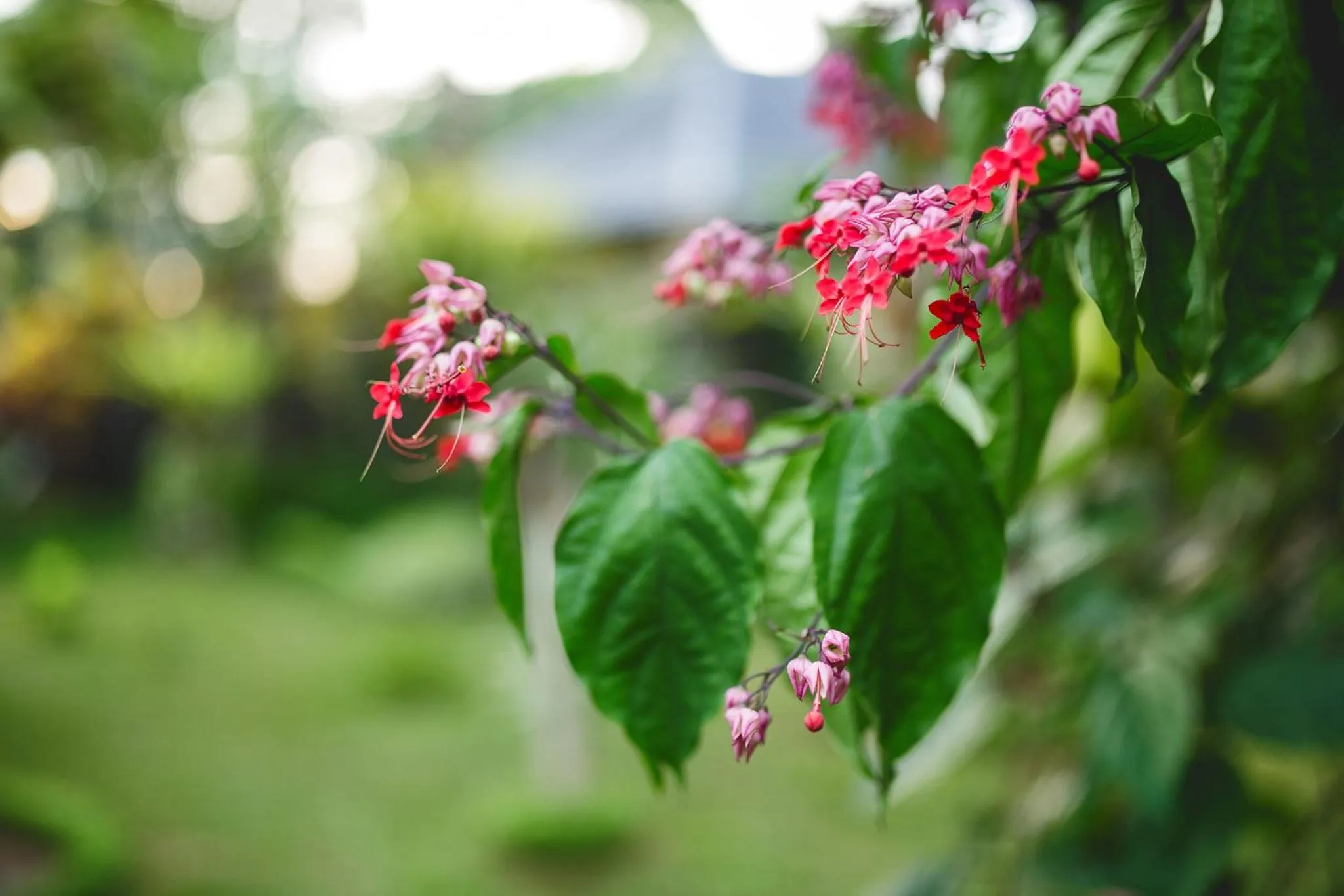 Garden in Alas Petulu Villa Resort and Spa