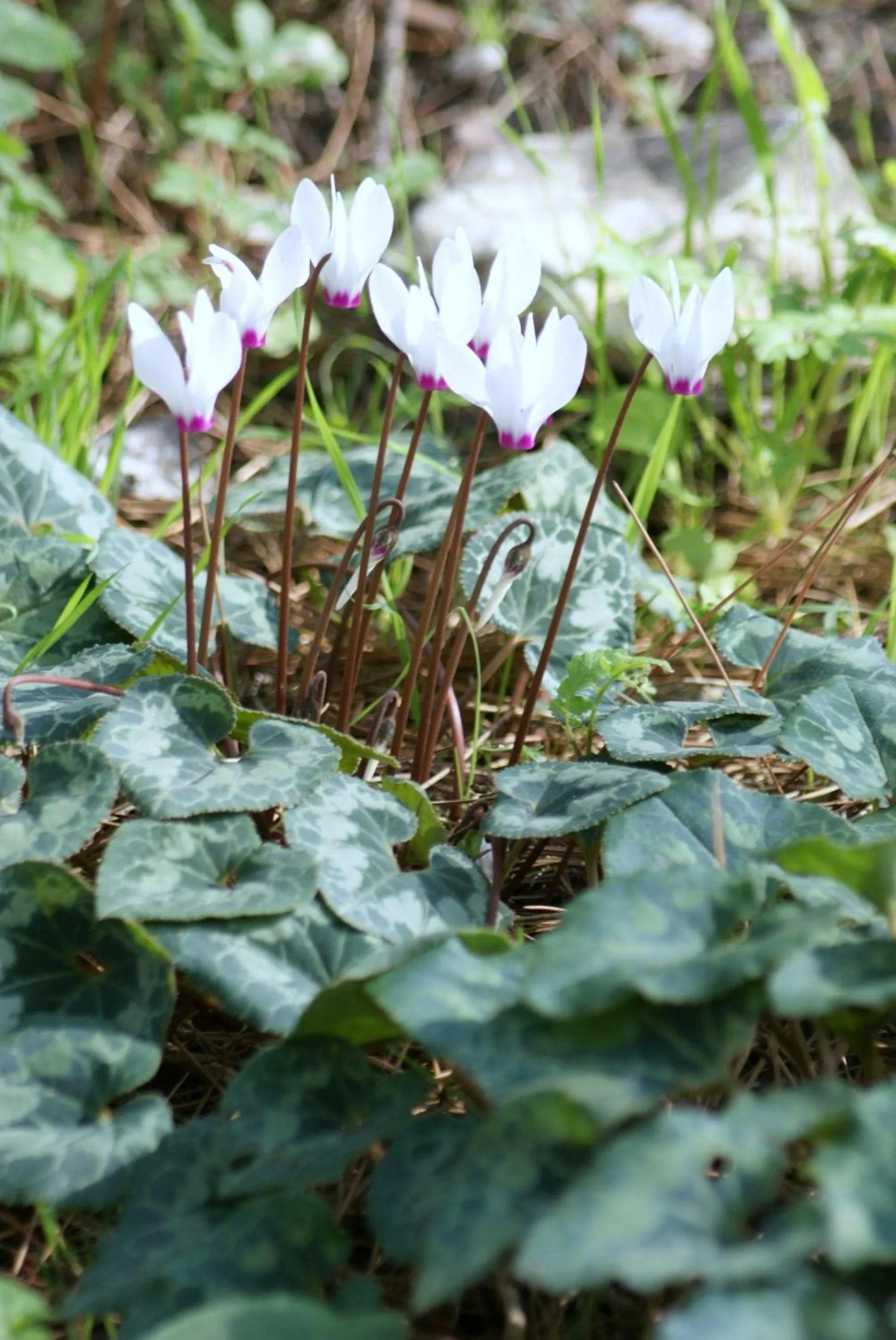 Area and facilities in Zohar Badeshe