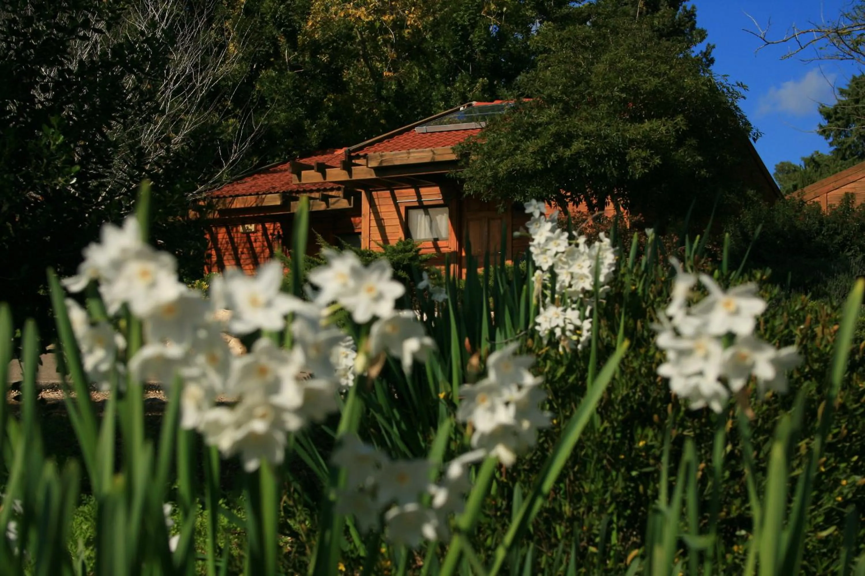 Garden in Zohar Badeshe