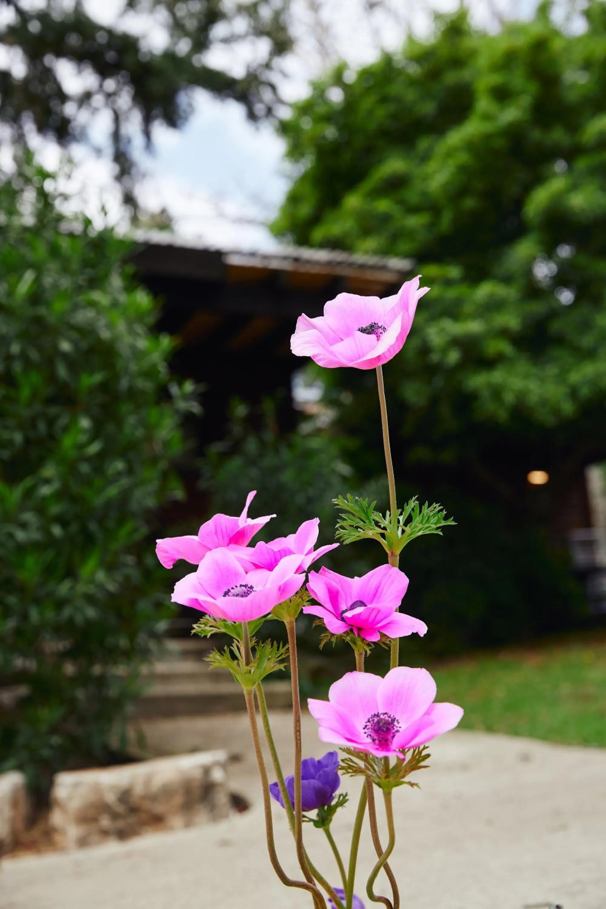 Spring in Zohar Badeshe