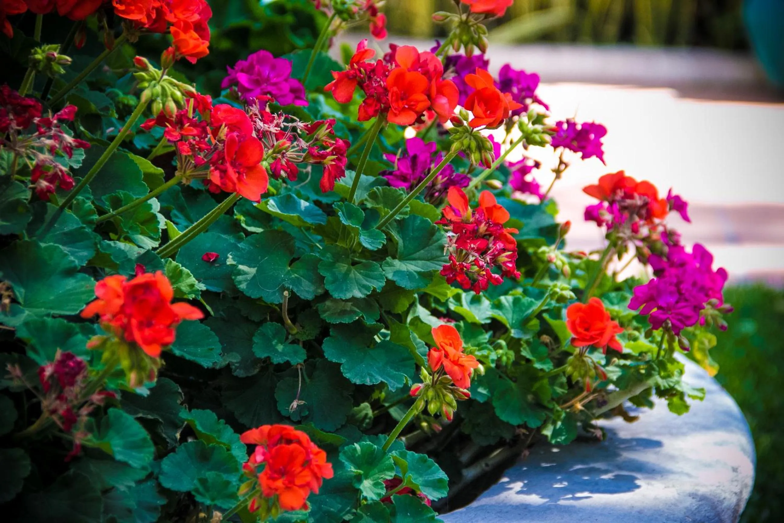 Posada las Margaritas