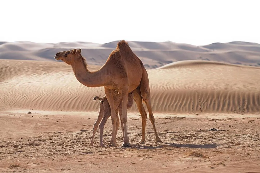 Animals in Desert Retreat Camp