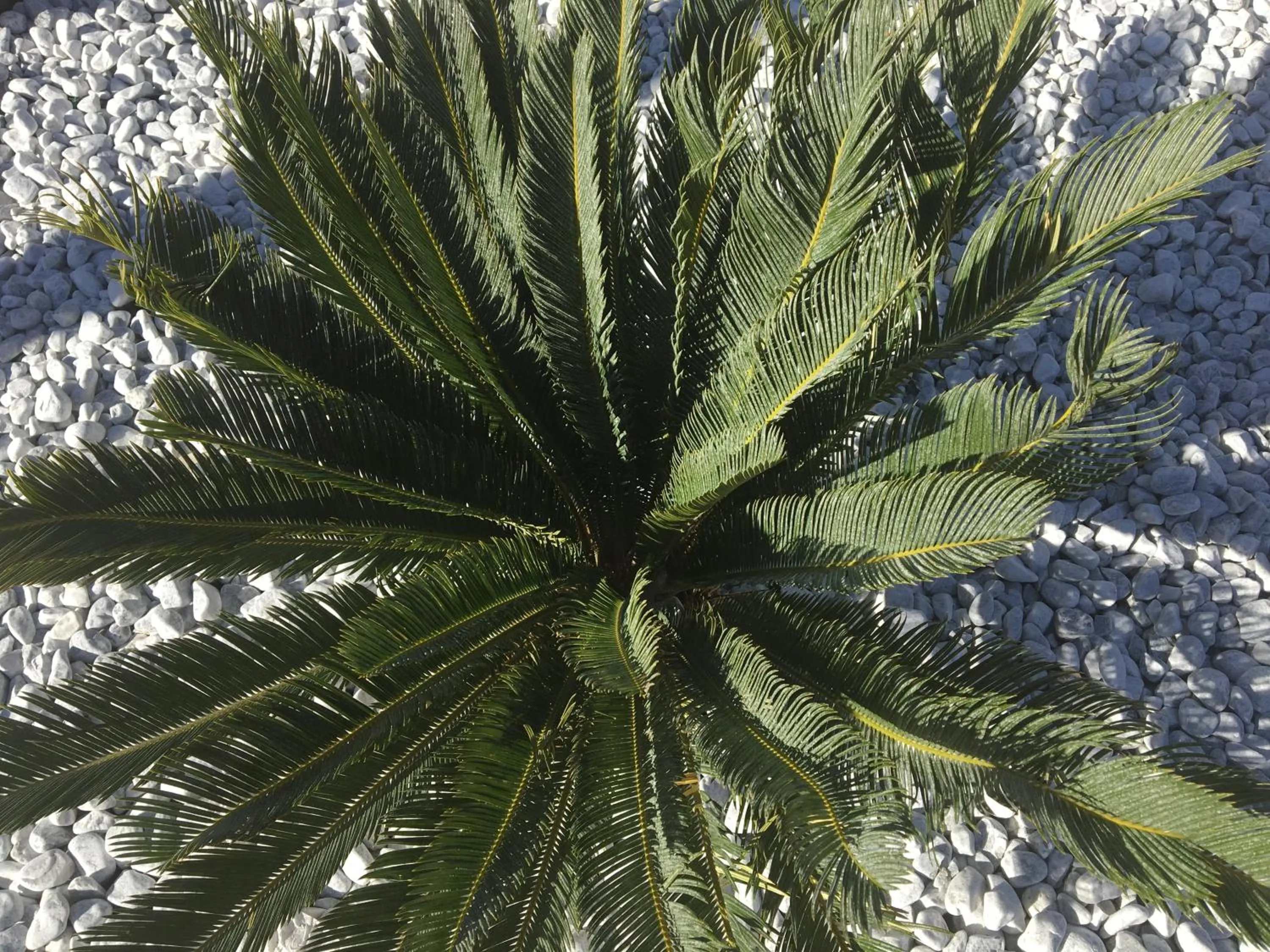 Facade/entrance in Hotel Torres I