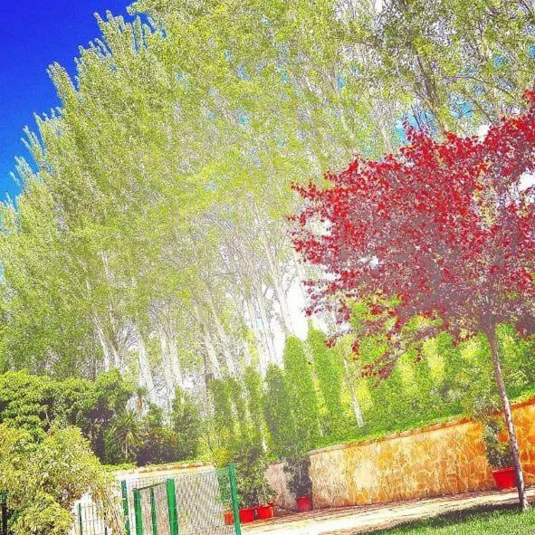 Garden in Hotel Torres I