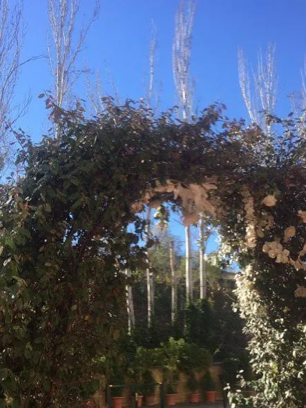 Garden in Hotel Torres I
