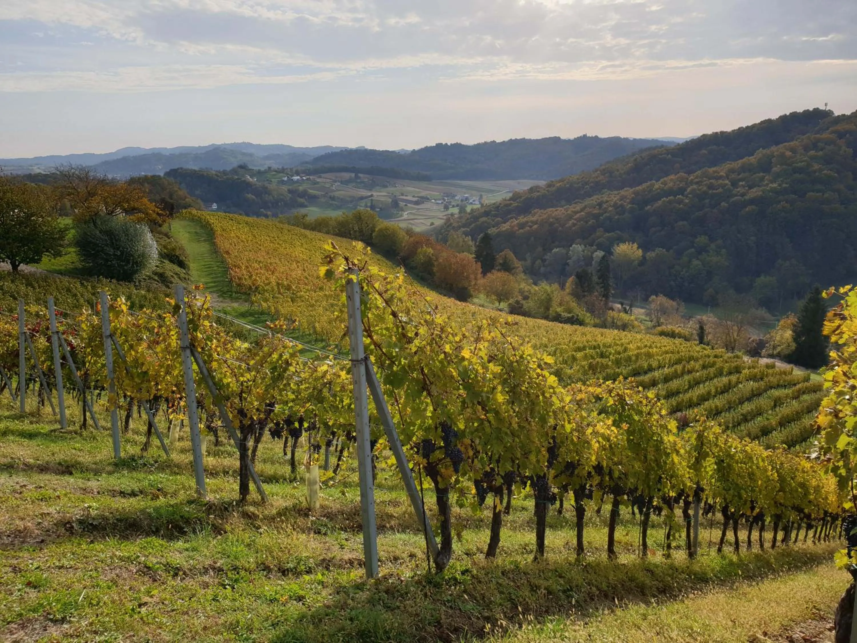 Natural landscape in Winery, Restaurant & Pension Vuglec Breg