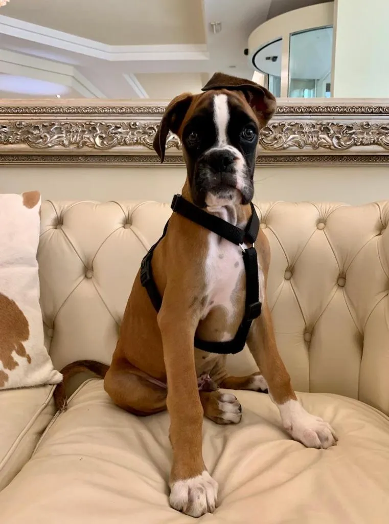 Pets in Hotel Brescia