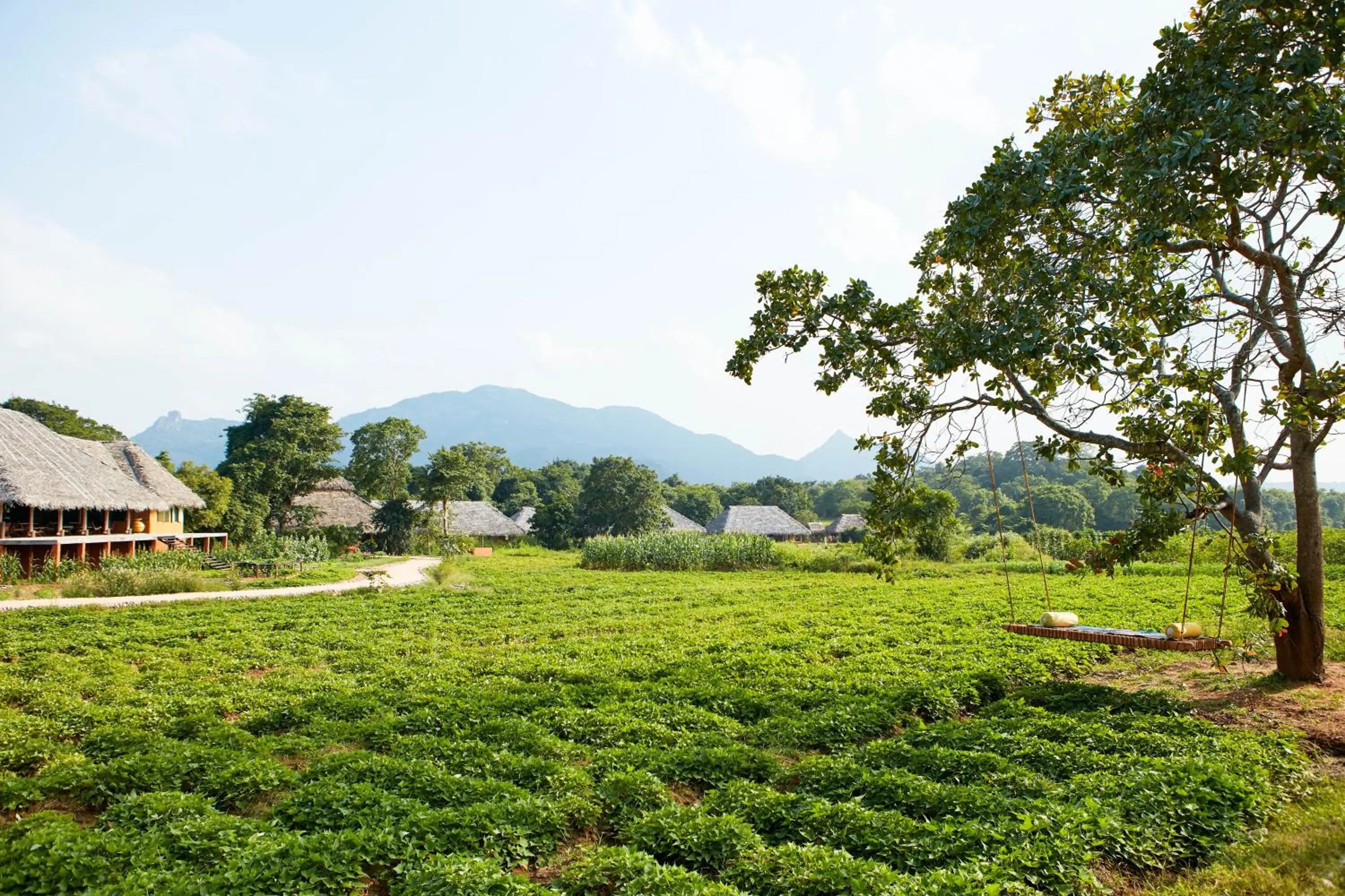 View (from property/room) in Amuna Ayurveda and Wellness Retreat