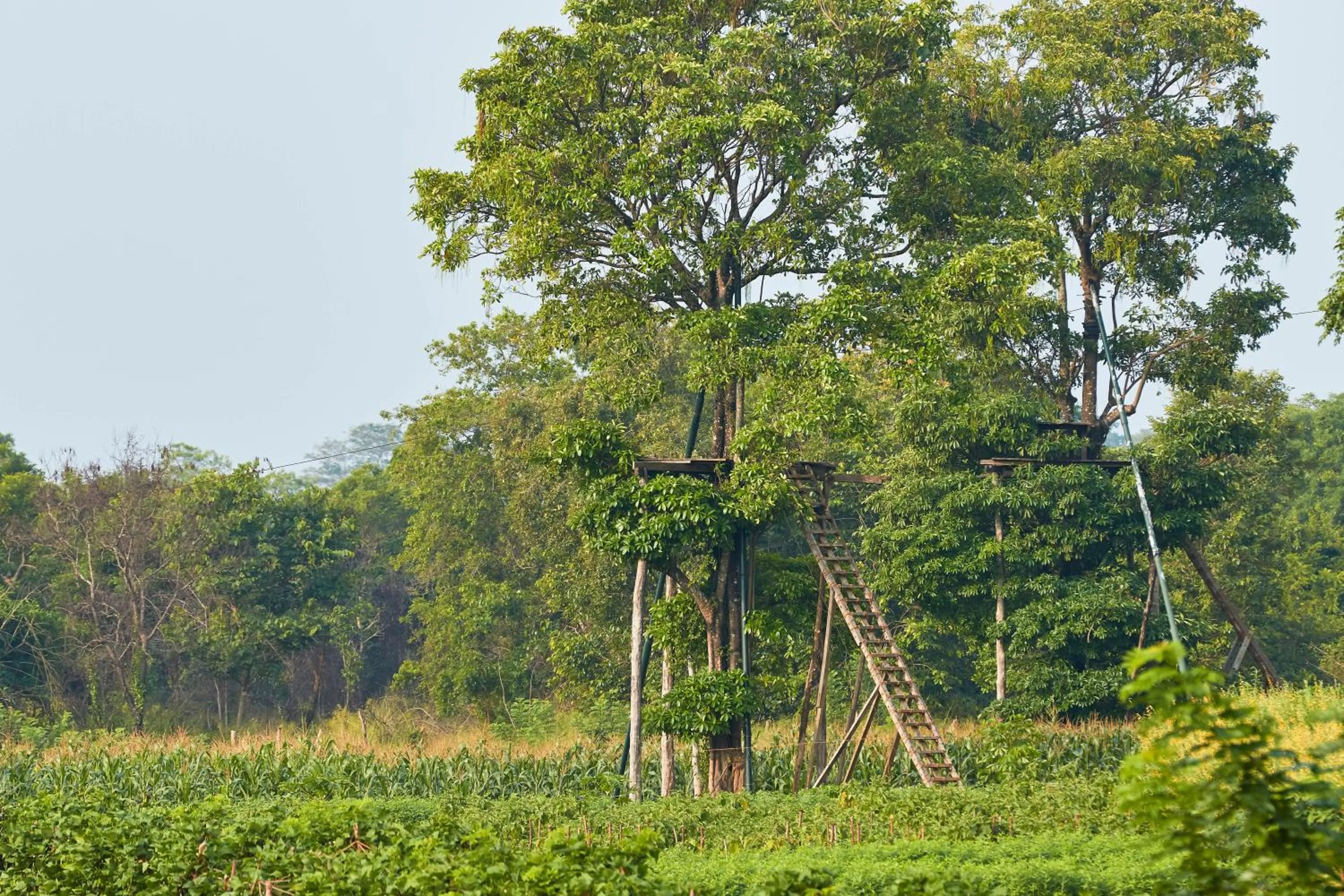 View (from property/room) in Amuna Ayurveda and Wellness Retreat