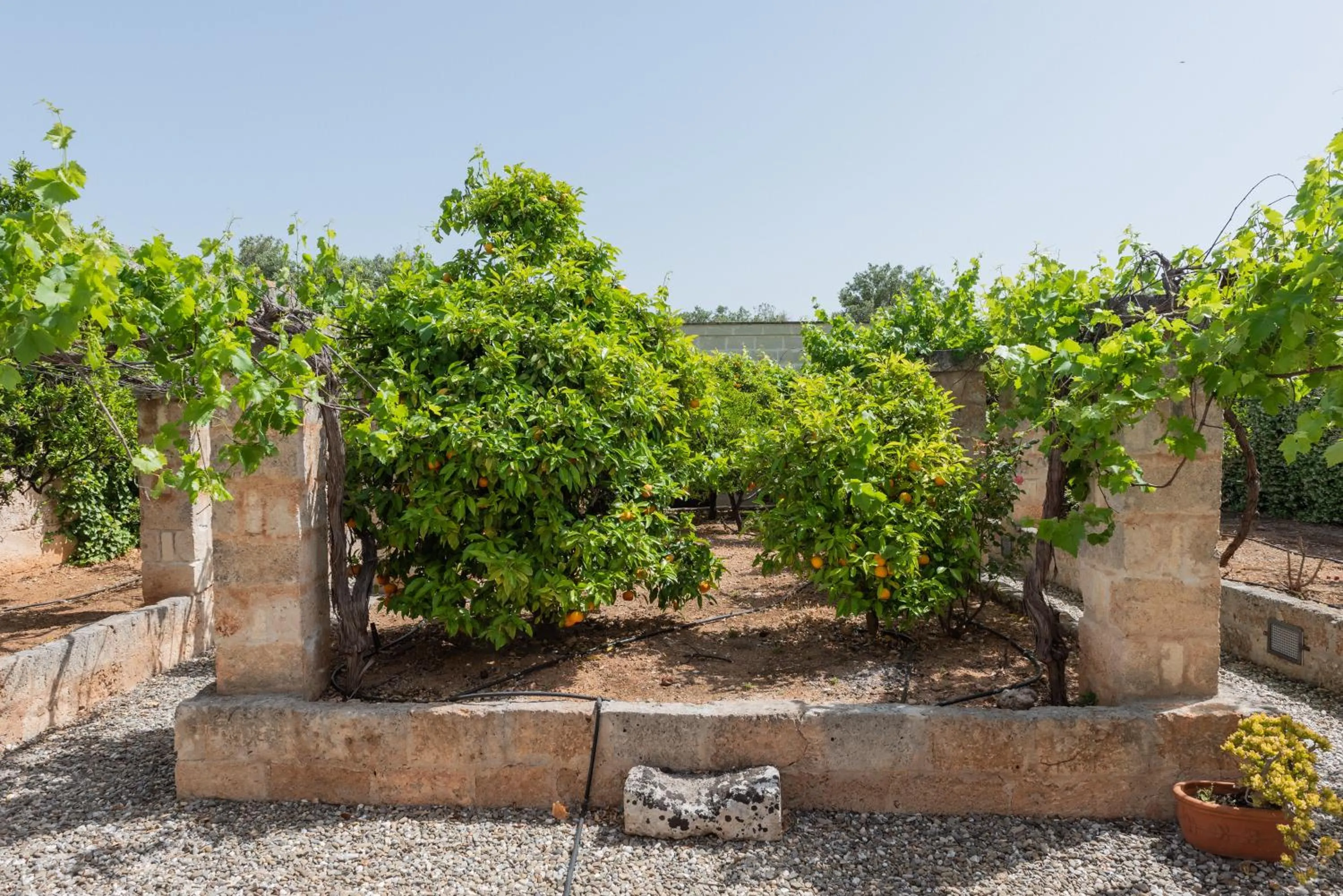 Day in Masseria Borgo San Marco