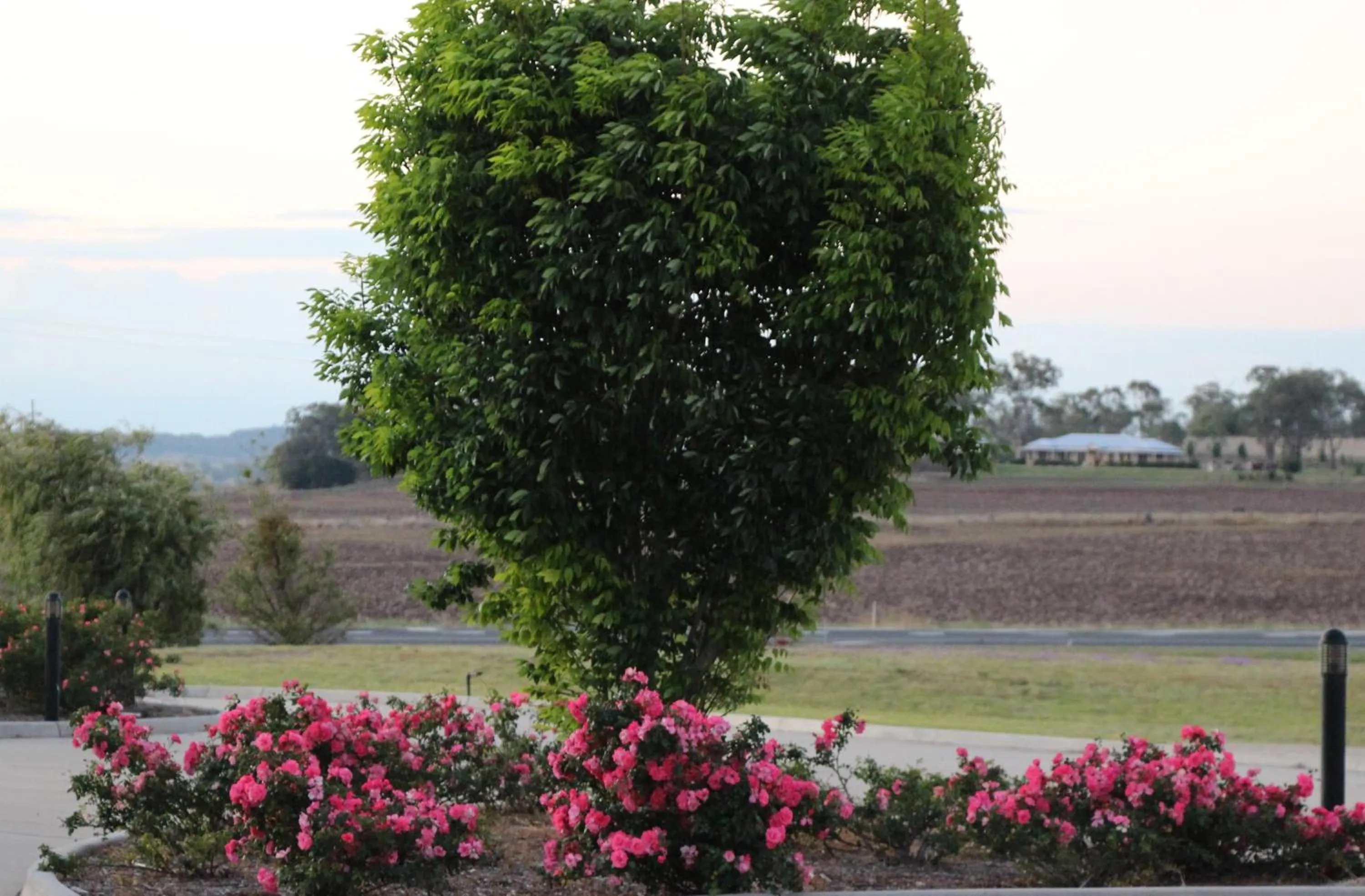 Natural landscape in Pittsworth Motor Inn