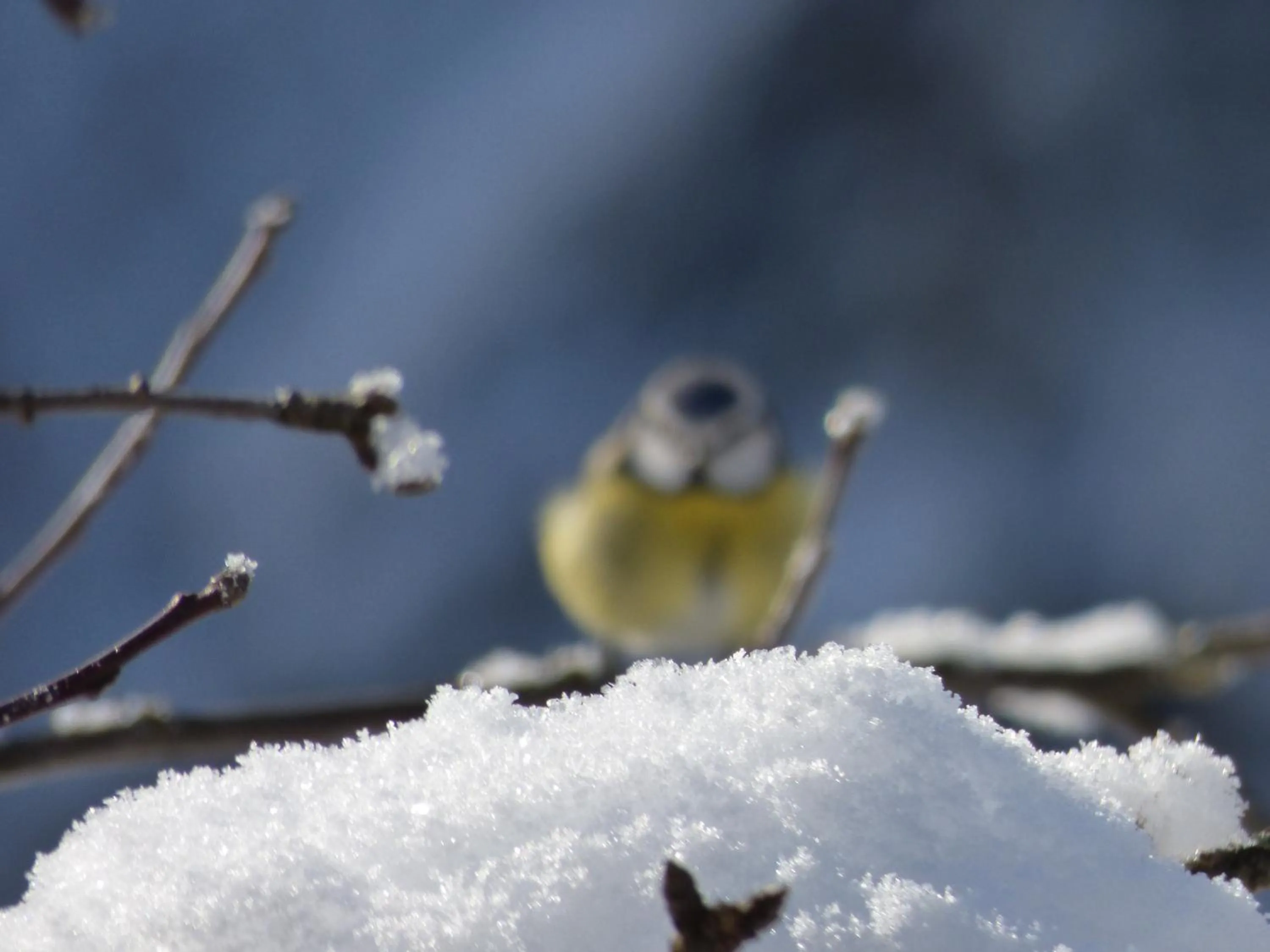 Animals in Hotel-Gasthof Mauthäusl