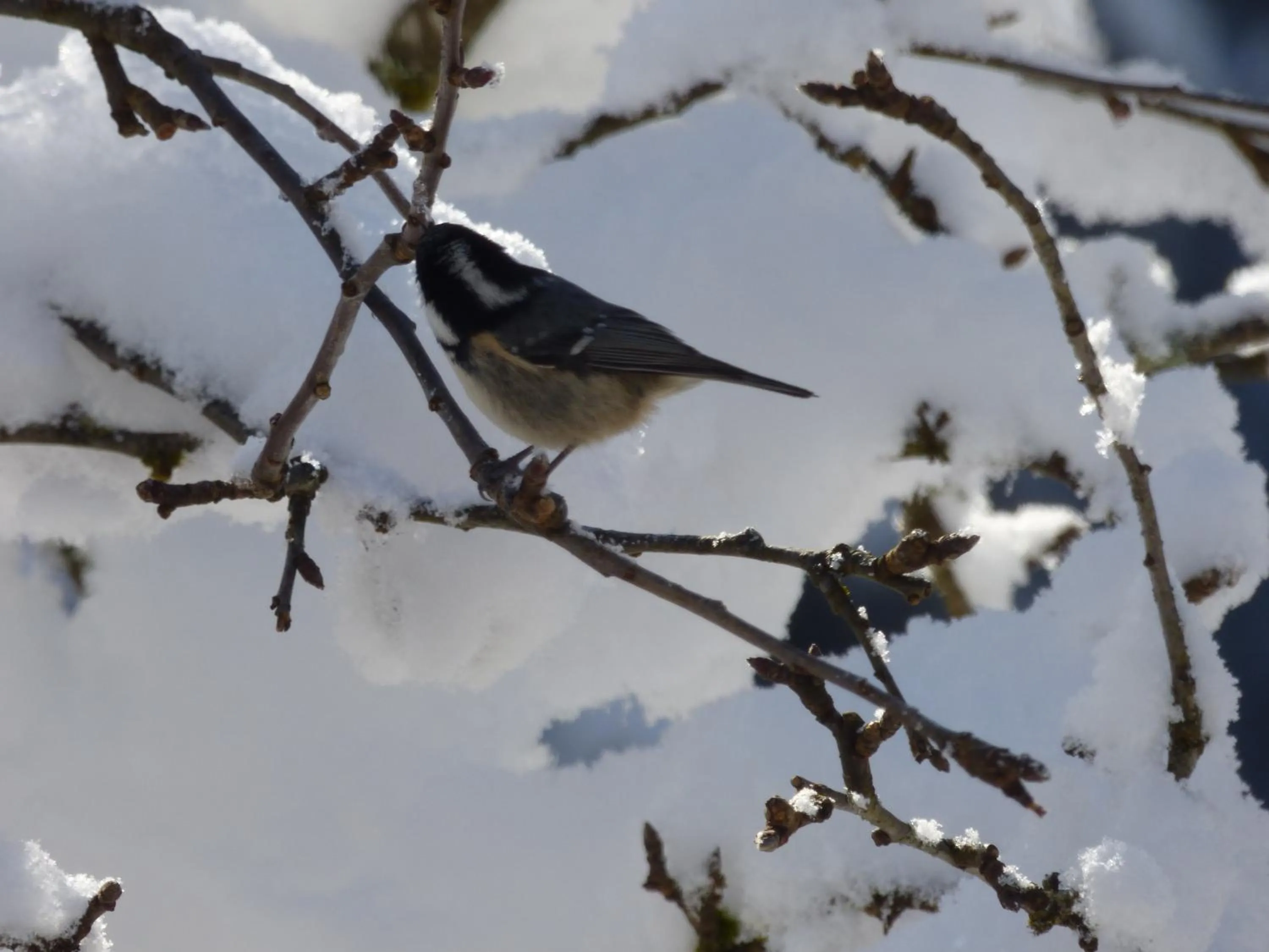 Animals in Hotel-Gasthof Mauthäusl