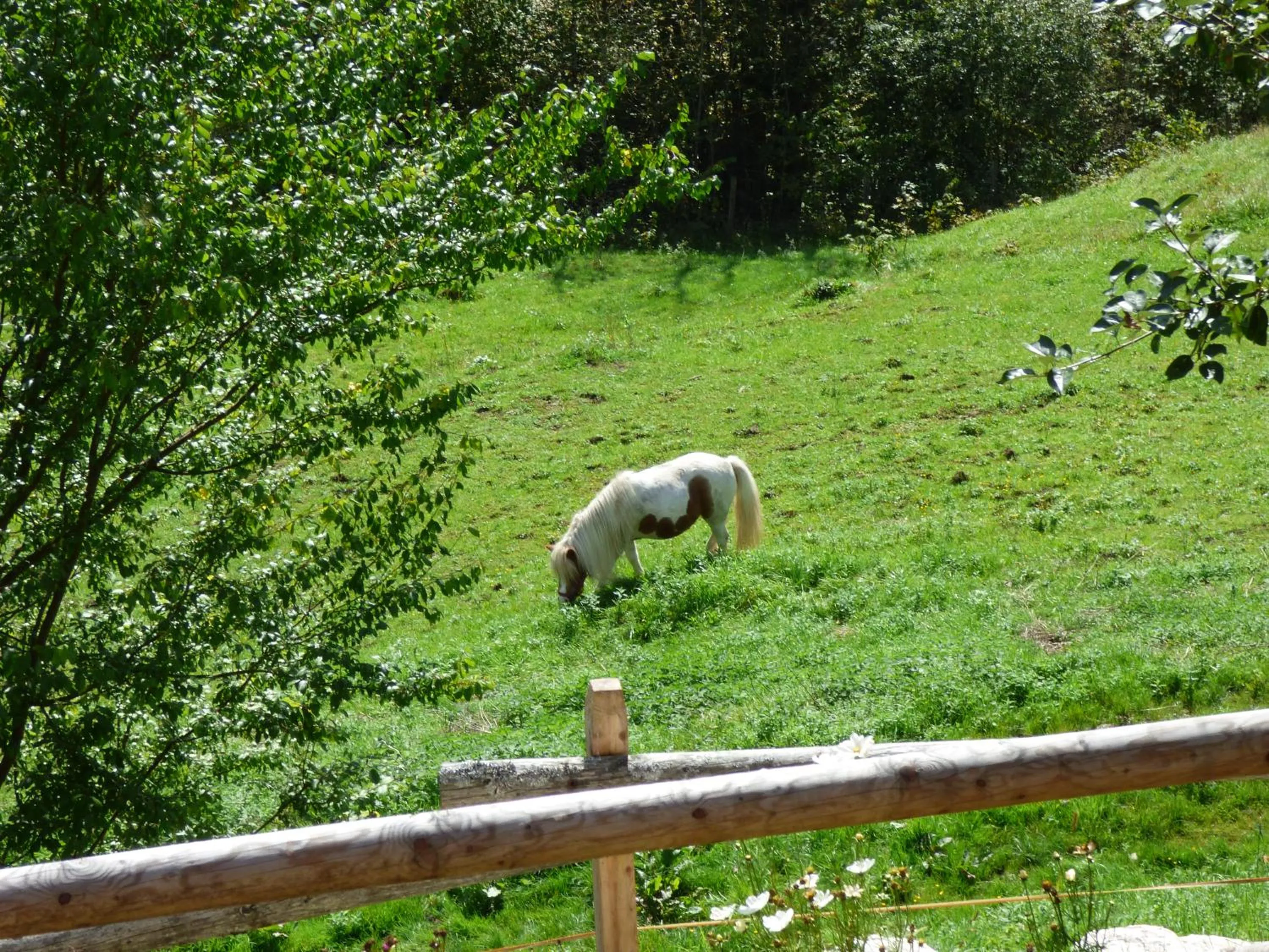 Animals in Hotel-Gasthof Mauthäusl