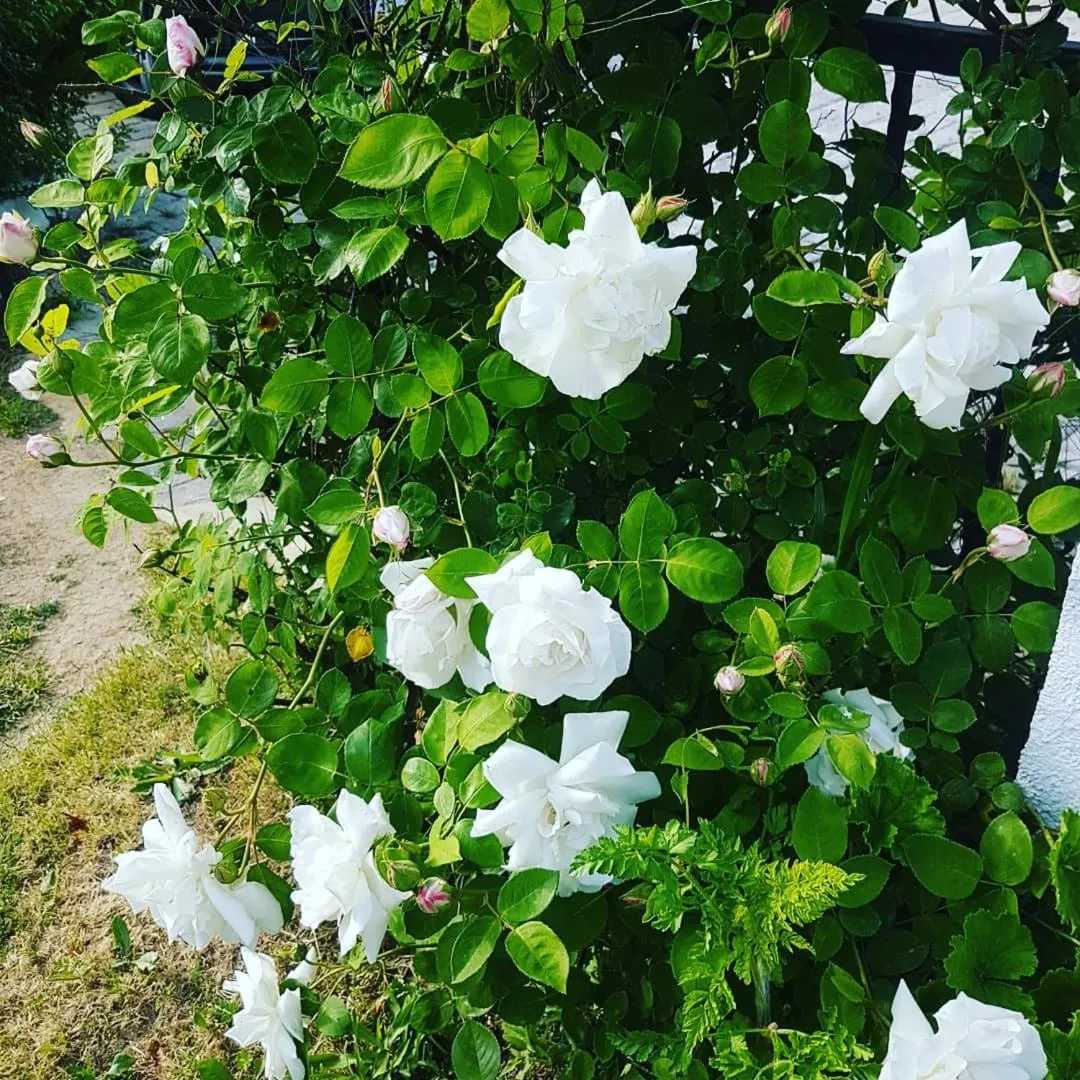 Garden in Limon Pansiyon