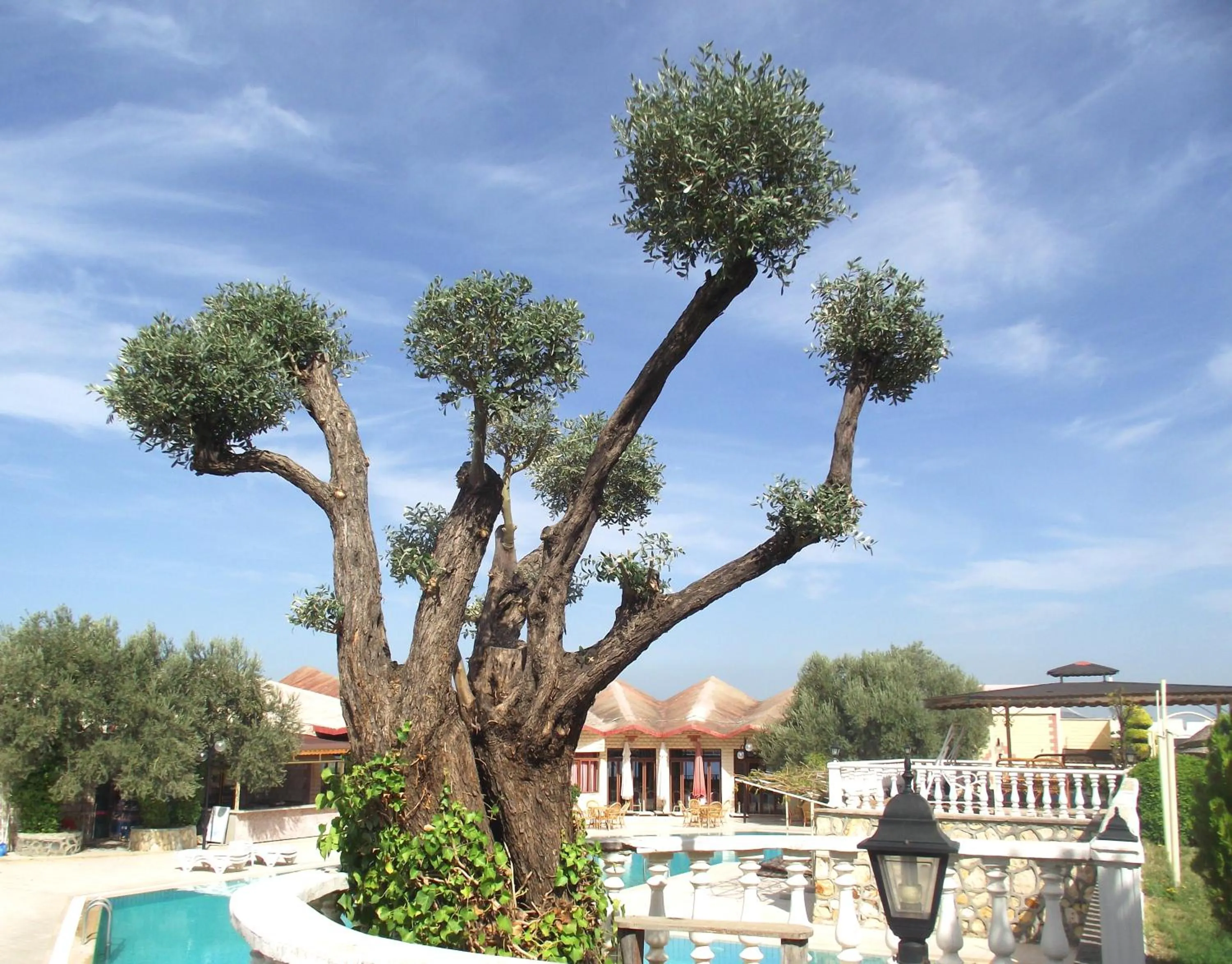 Garden view in Alize Resort Hotel