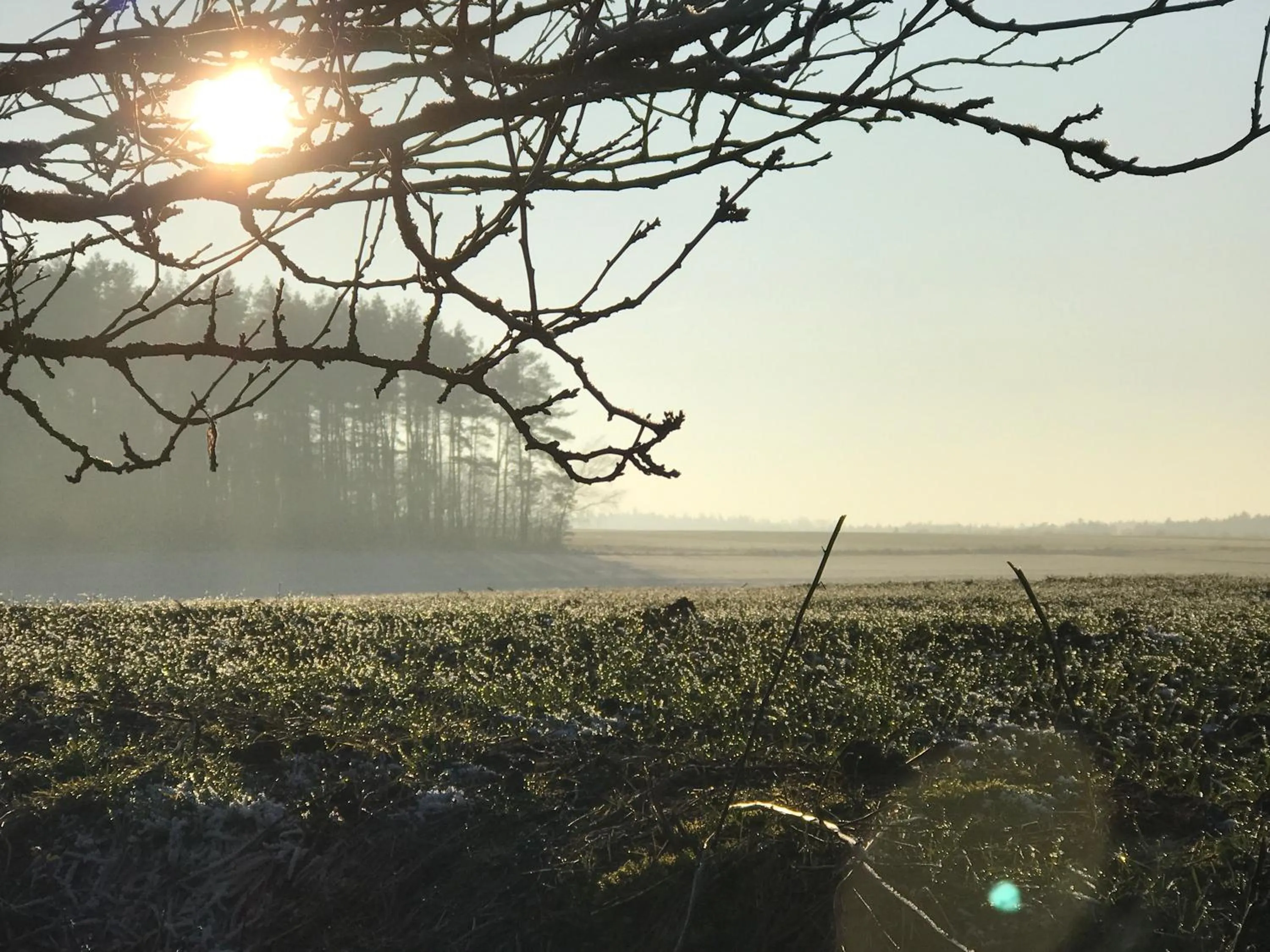 Natural landscape in Landhotel Rangau Gasthof & Brennerei