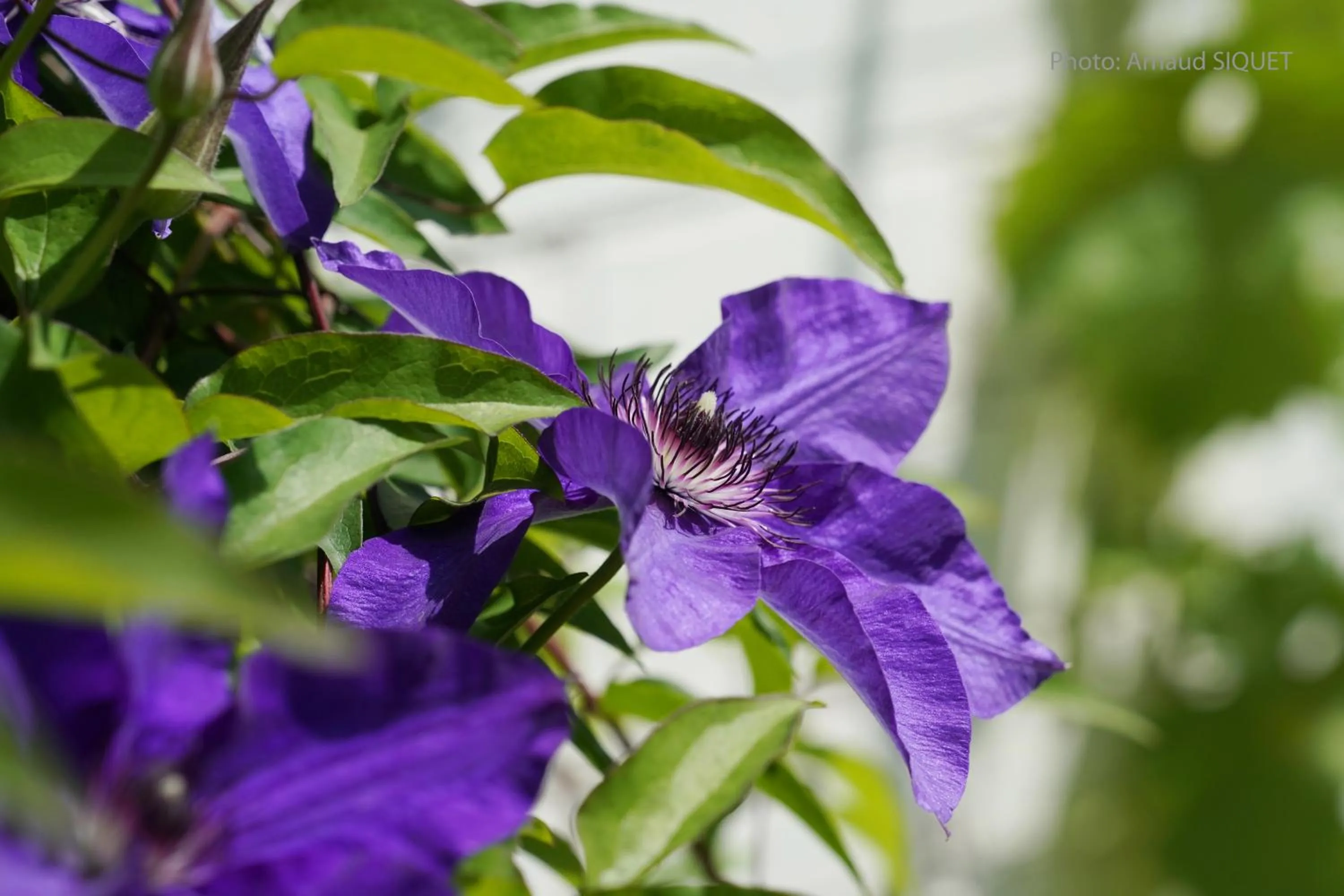 Garden in Le jardin des Biches
