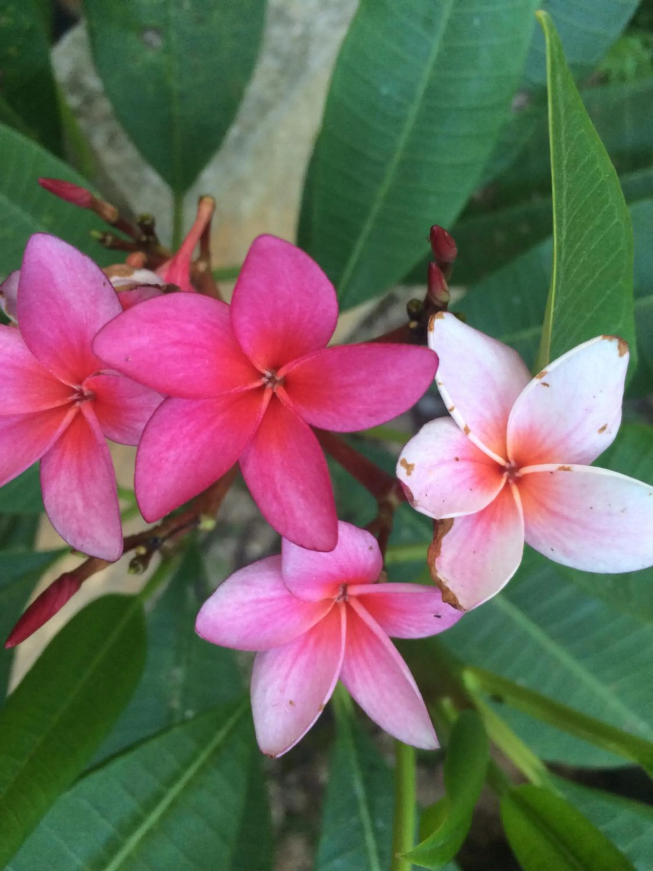 Mayan Bungalow Near Chichén