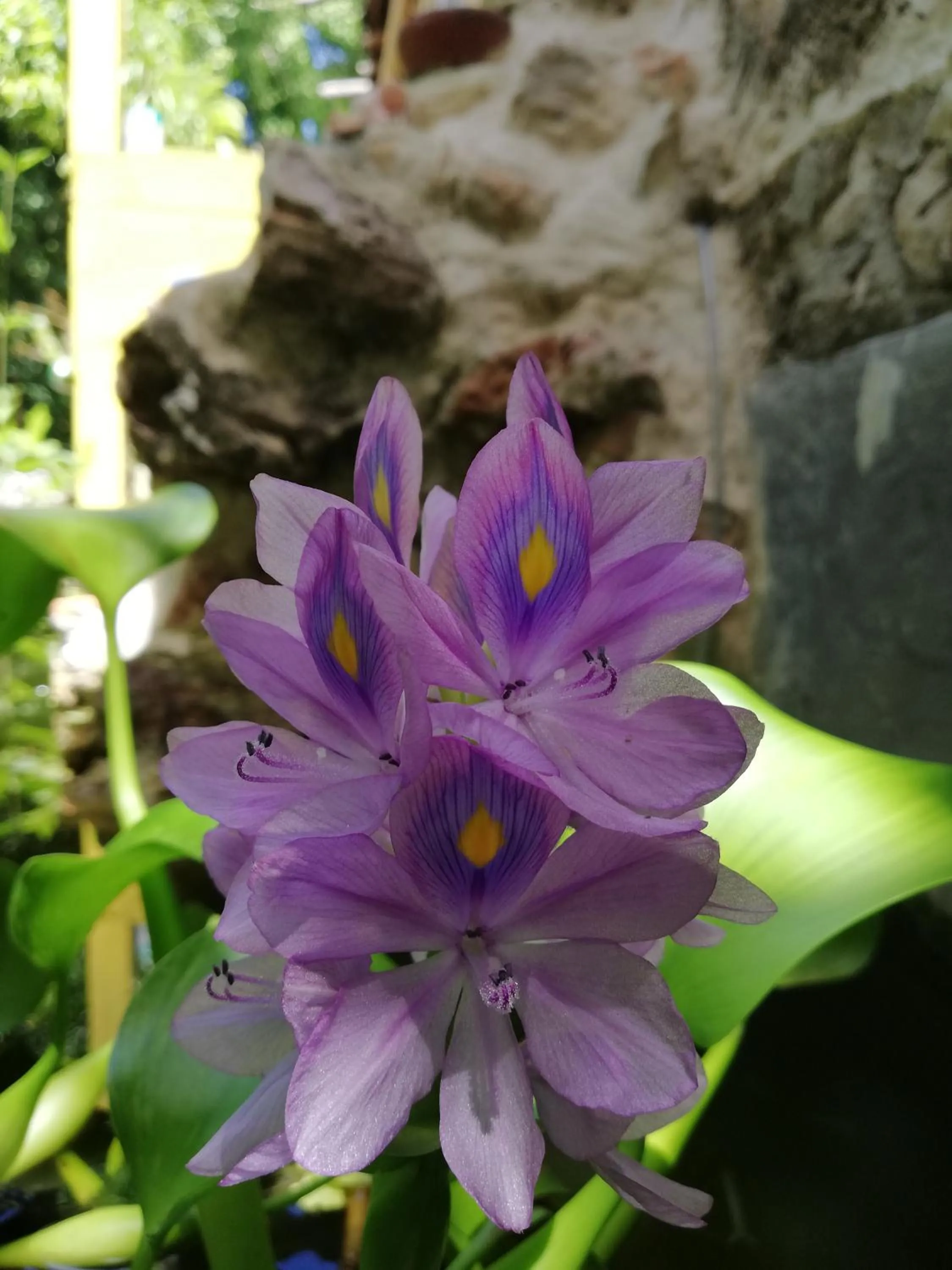 Mayan Bungalow Near Chichén