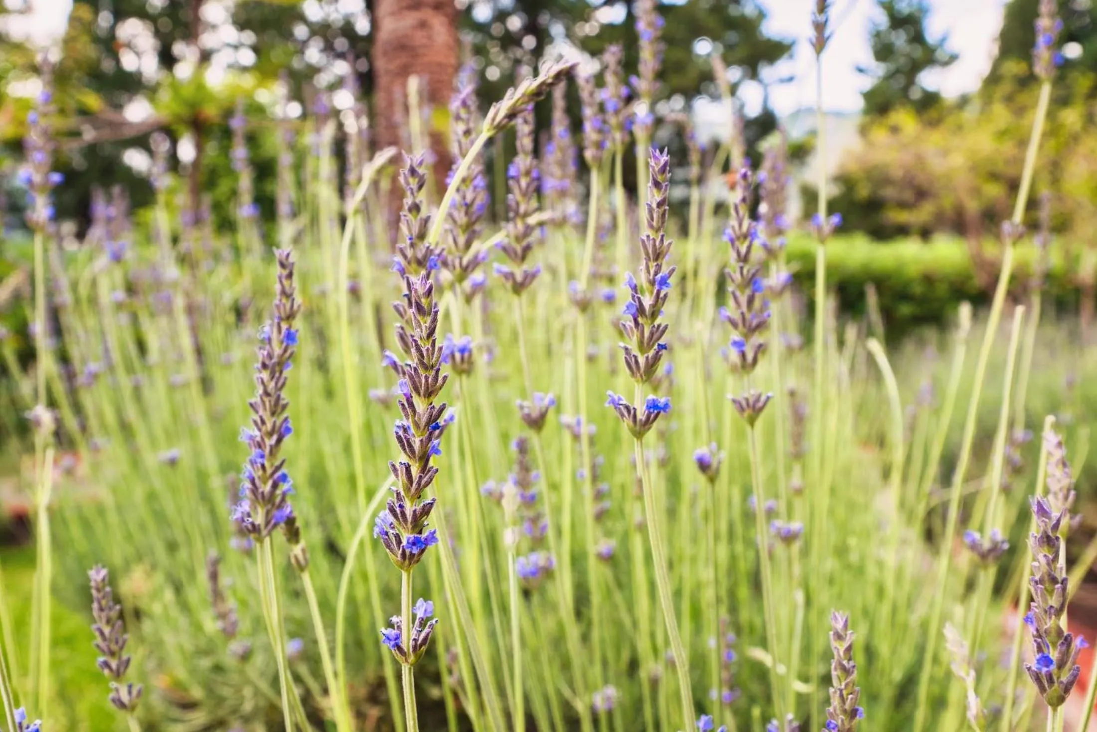 Day in Excelsior Palace Hotel