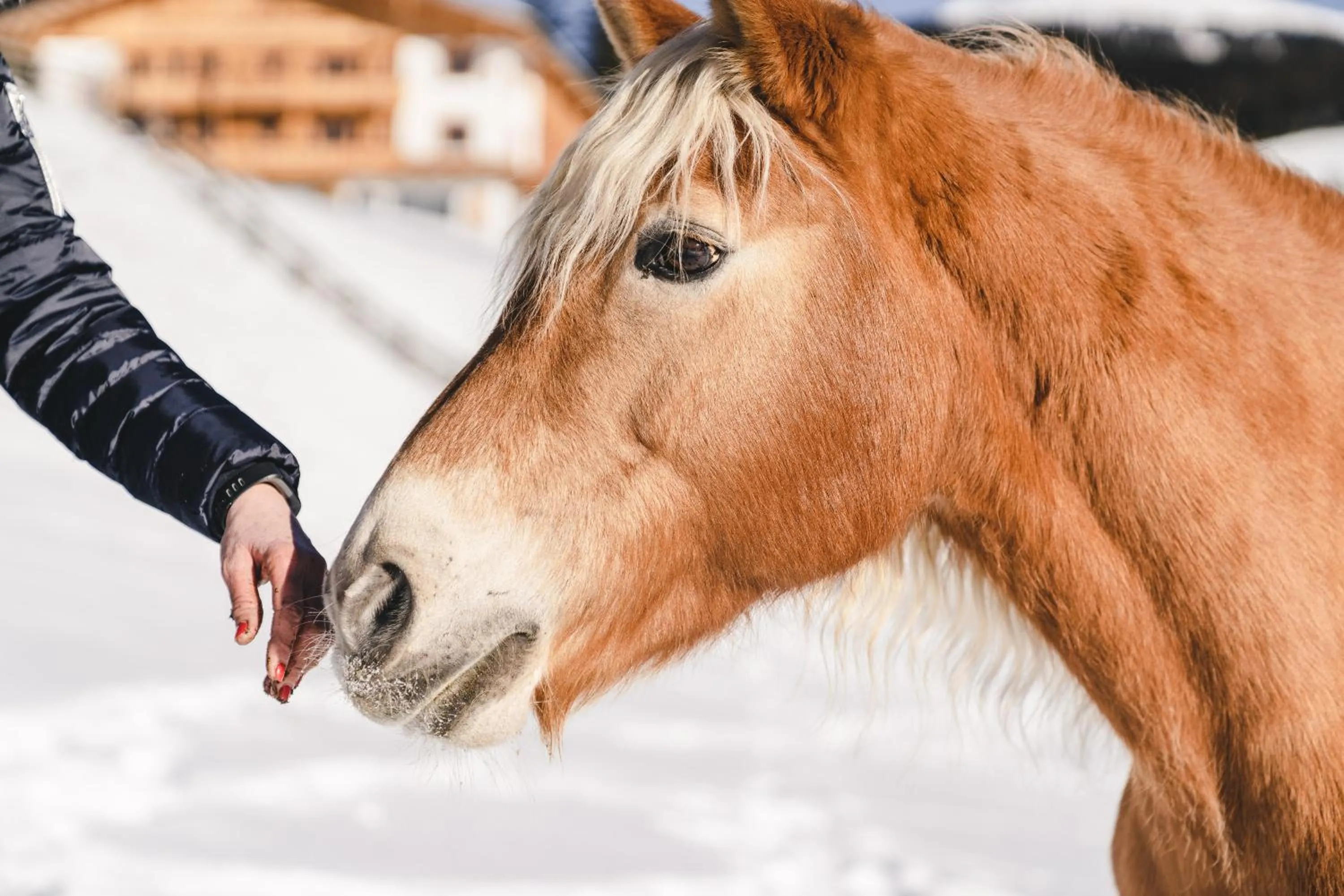Winter in Traumhotel Alpina Superior