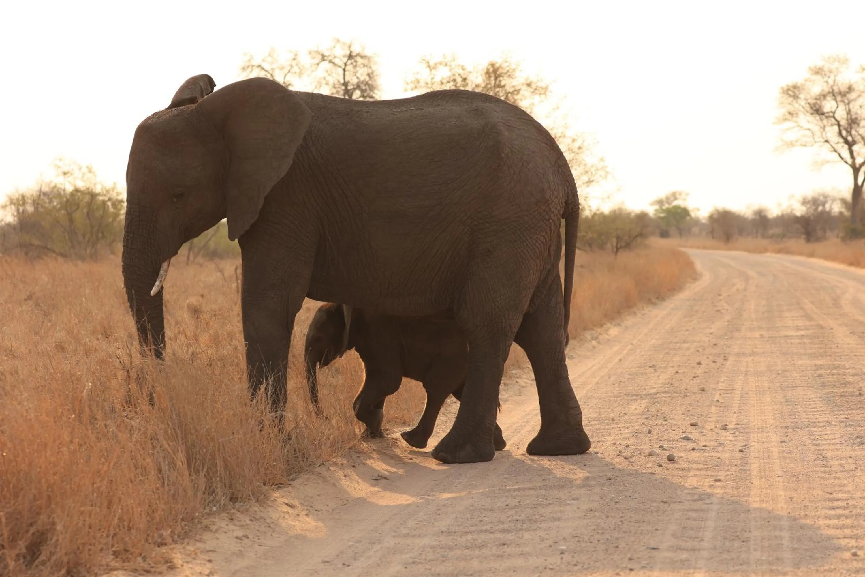 Animals in La Roca Guest House