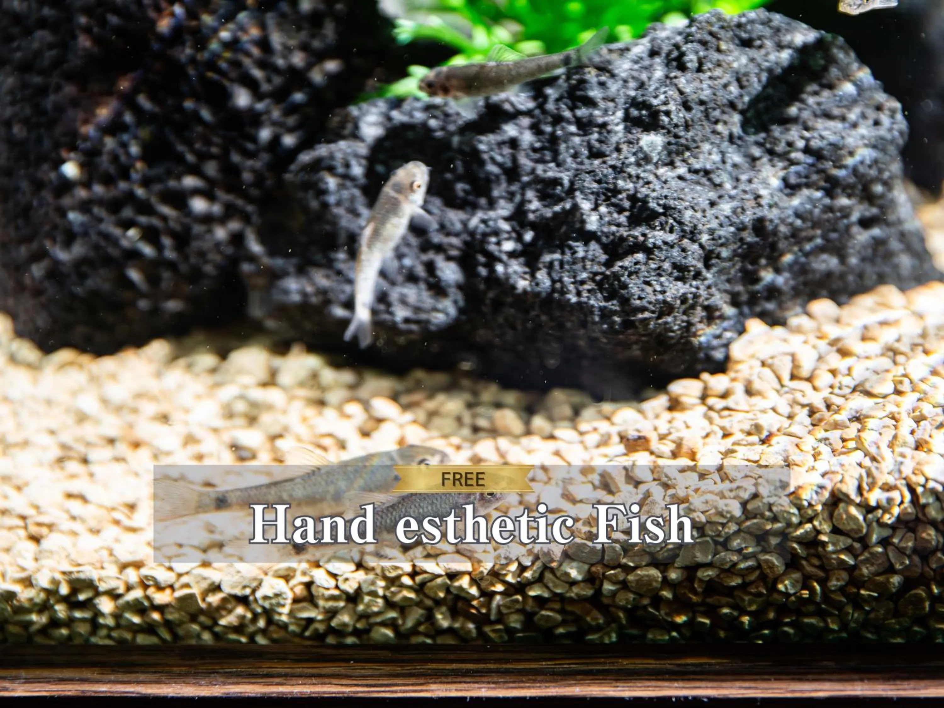 Text overlay in Hotel BaliAn Resort Kawasaki