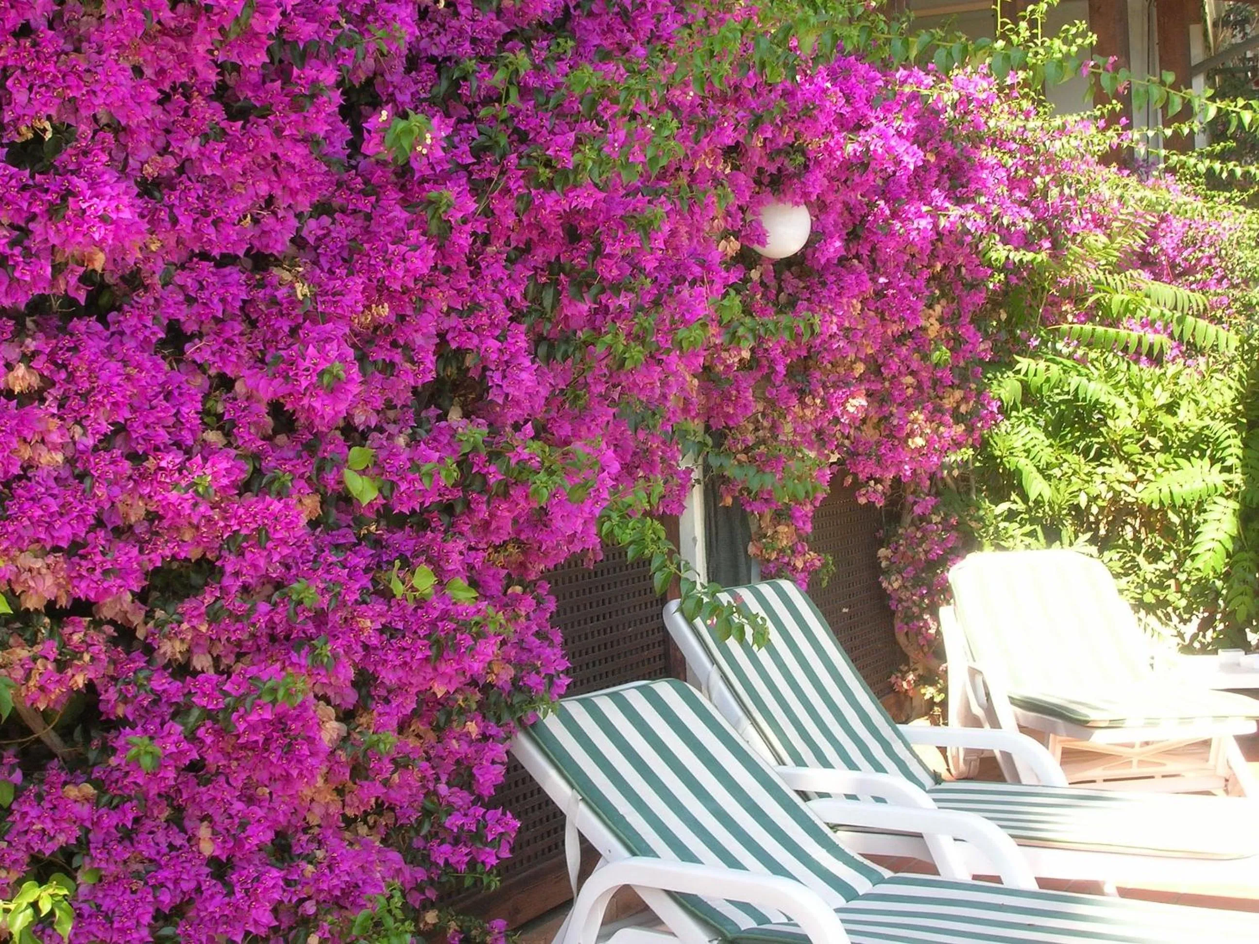 Patio in La Coccinella Residence
