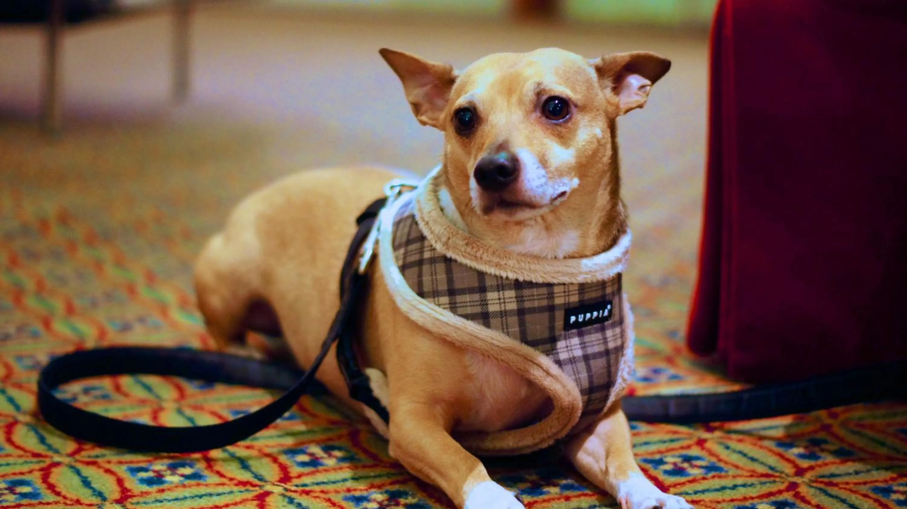 Animals in Heritage Hotel Lancaster