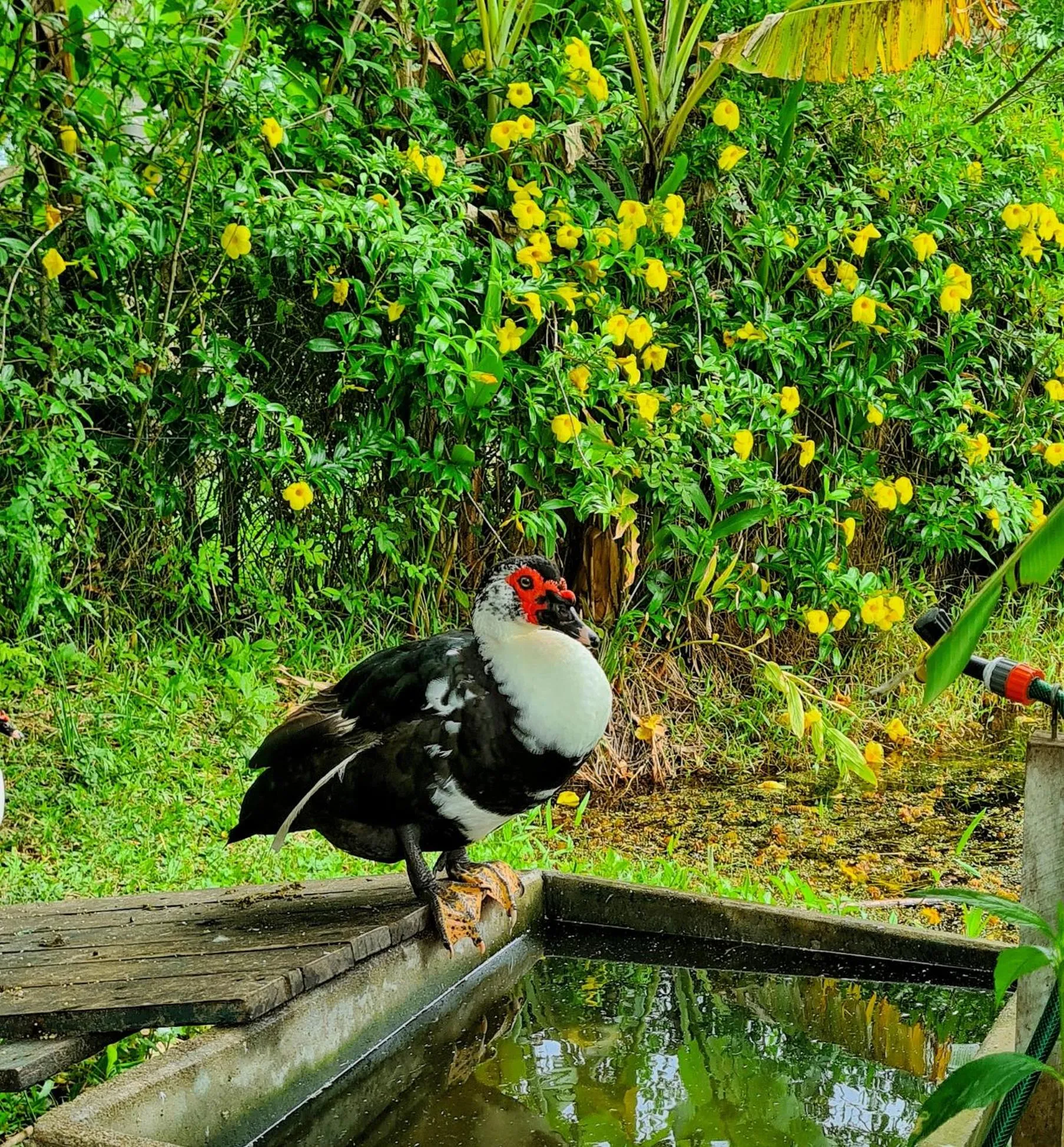 Animals in Pousada Areias do Embaú