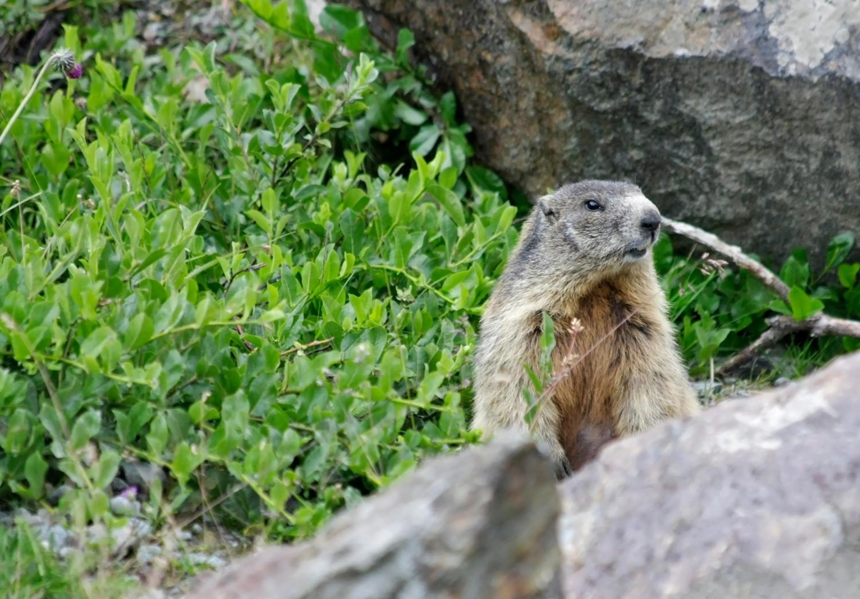 Day in Hotel Cevedale