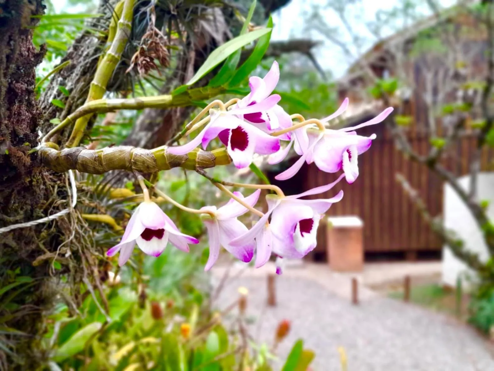 Recanto das Bromélias Chalés