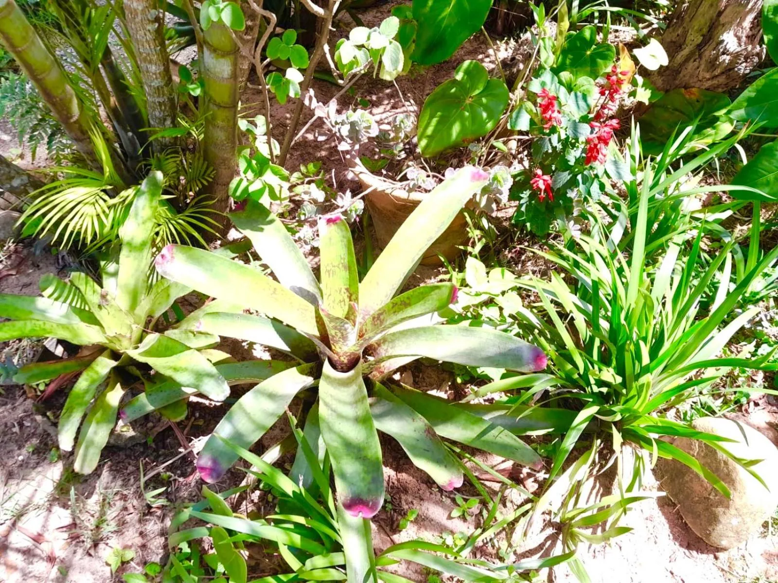 Recanto das Bromélias Chalés