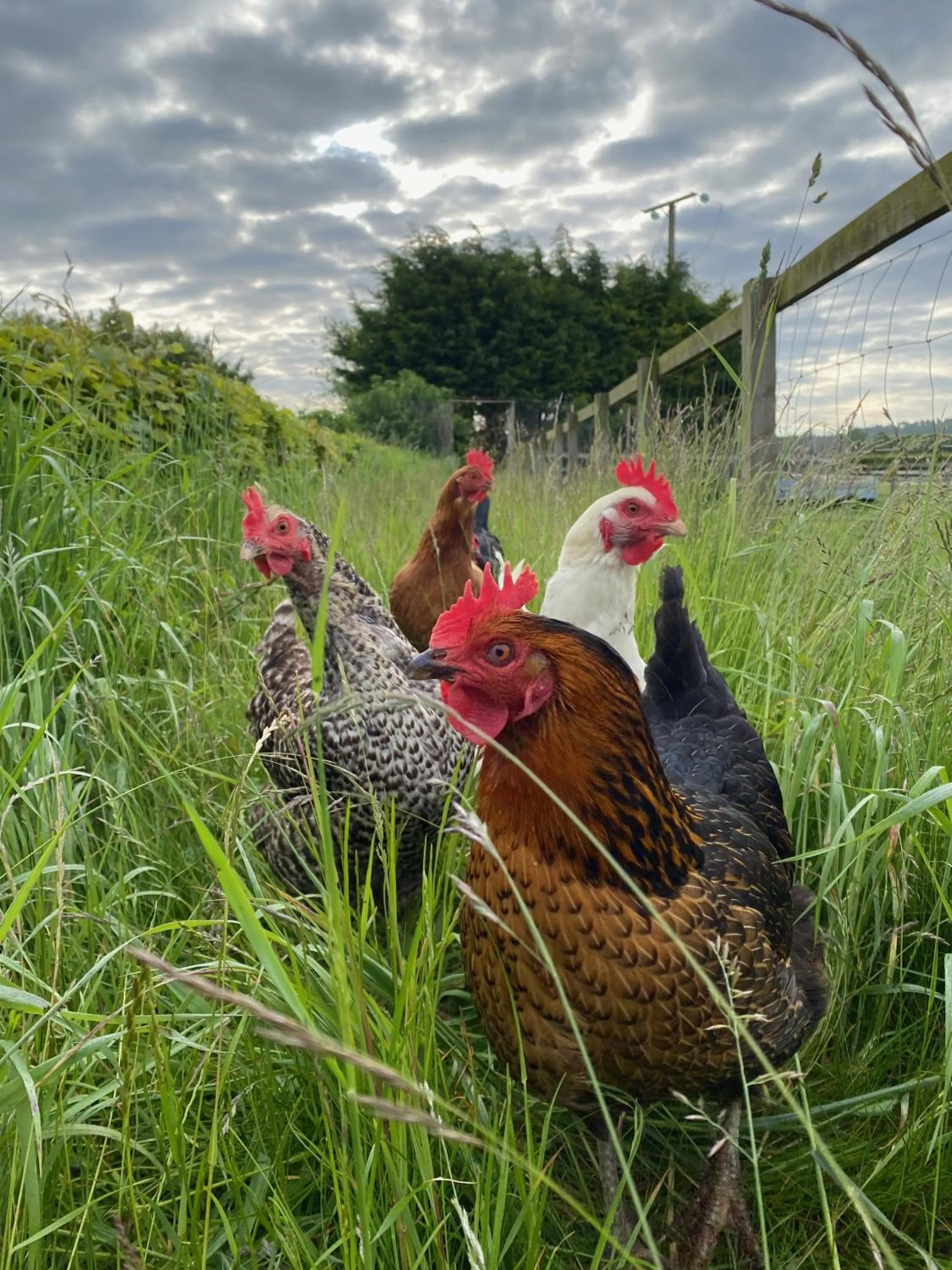 Brambling Fields B&B and Cottages