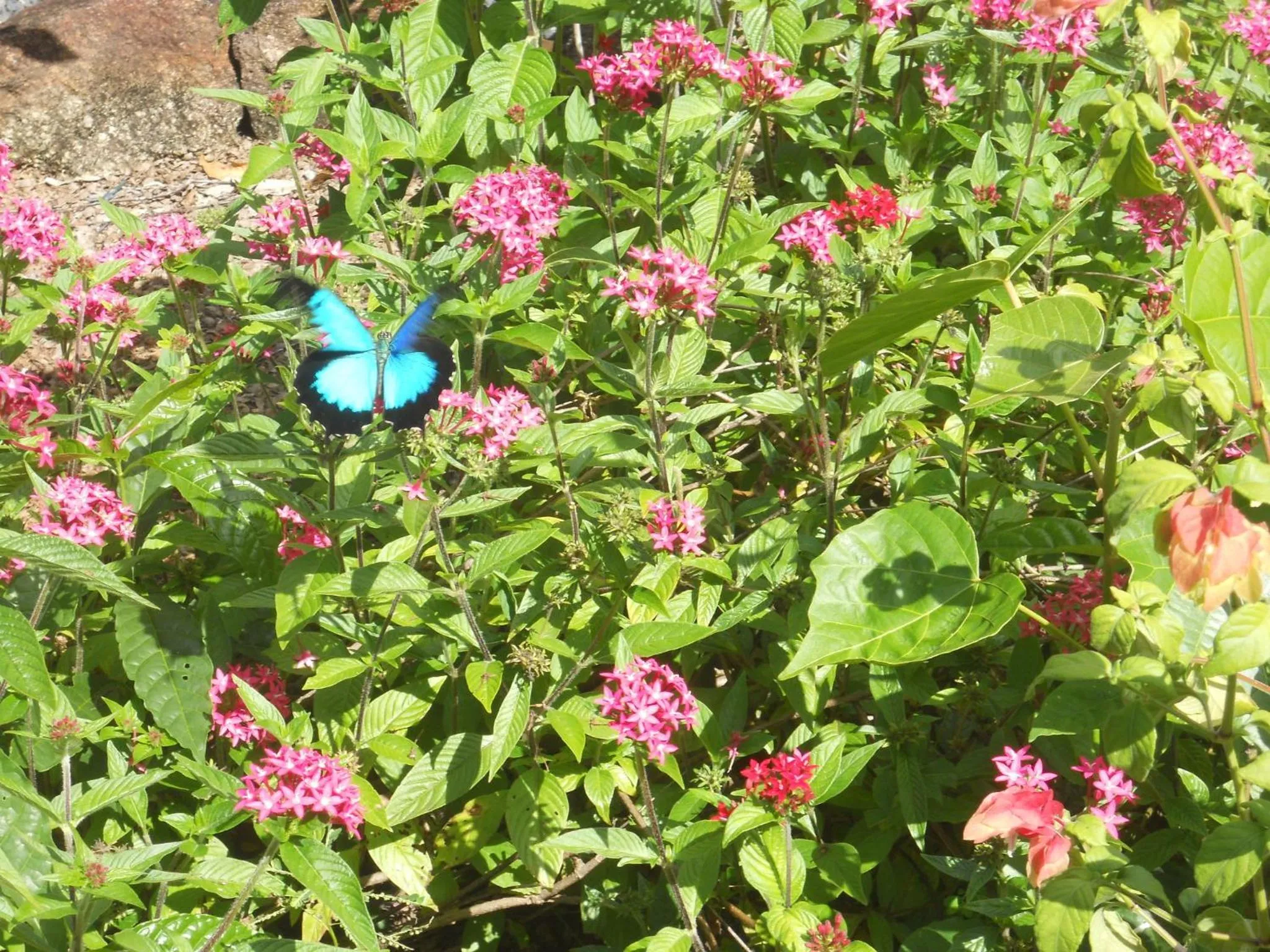 Animals in Licuala Lodge
