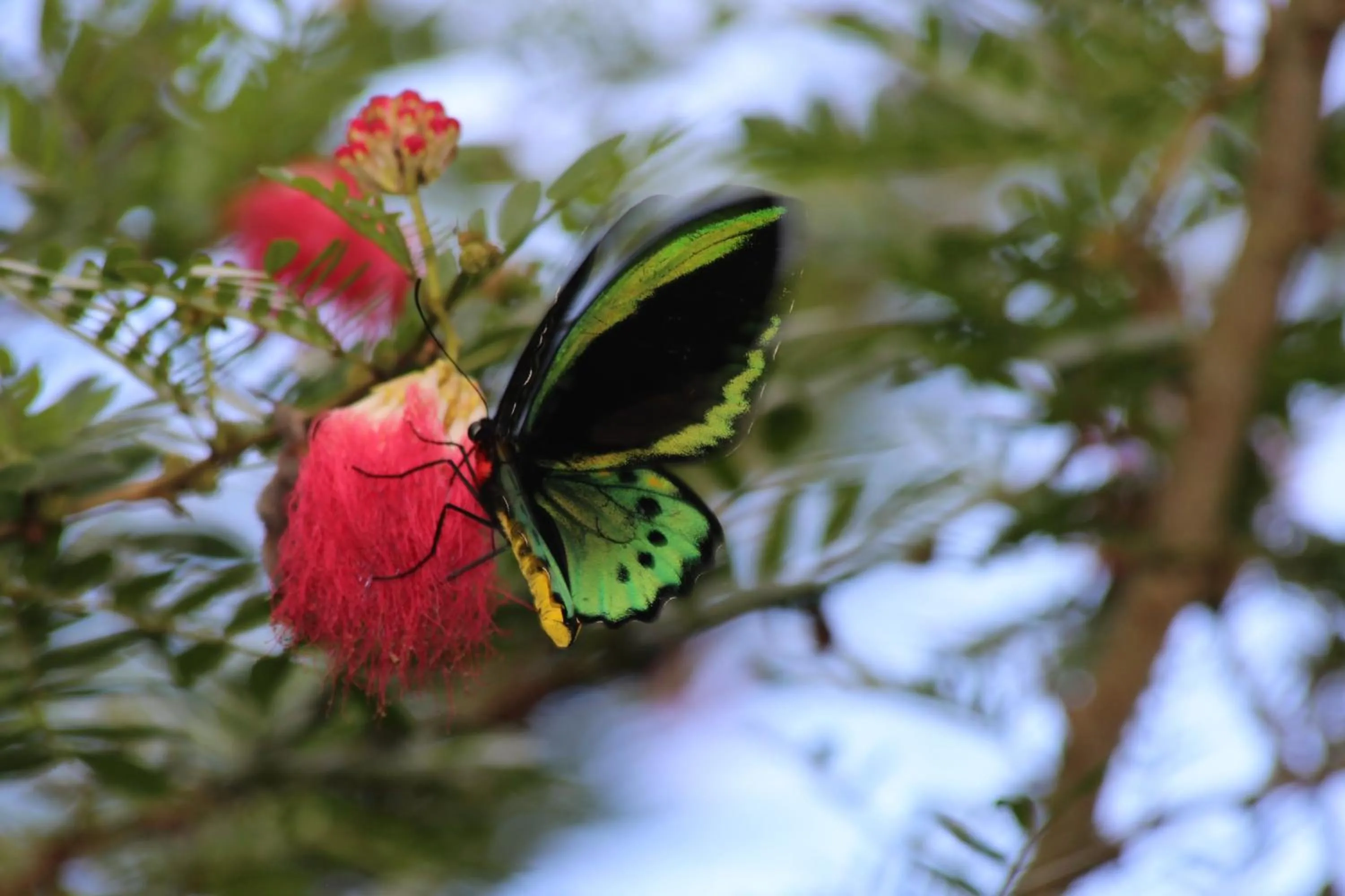 Animals in Licuala Lodge