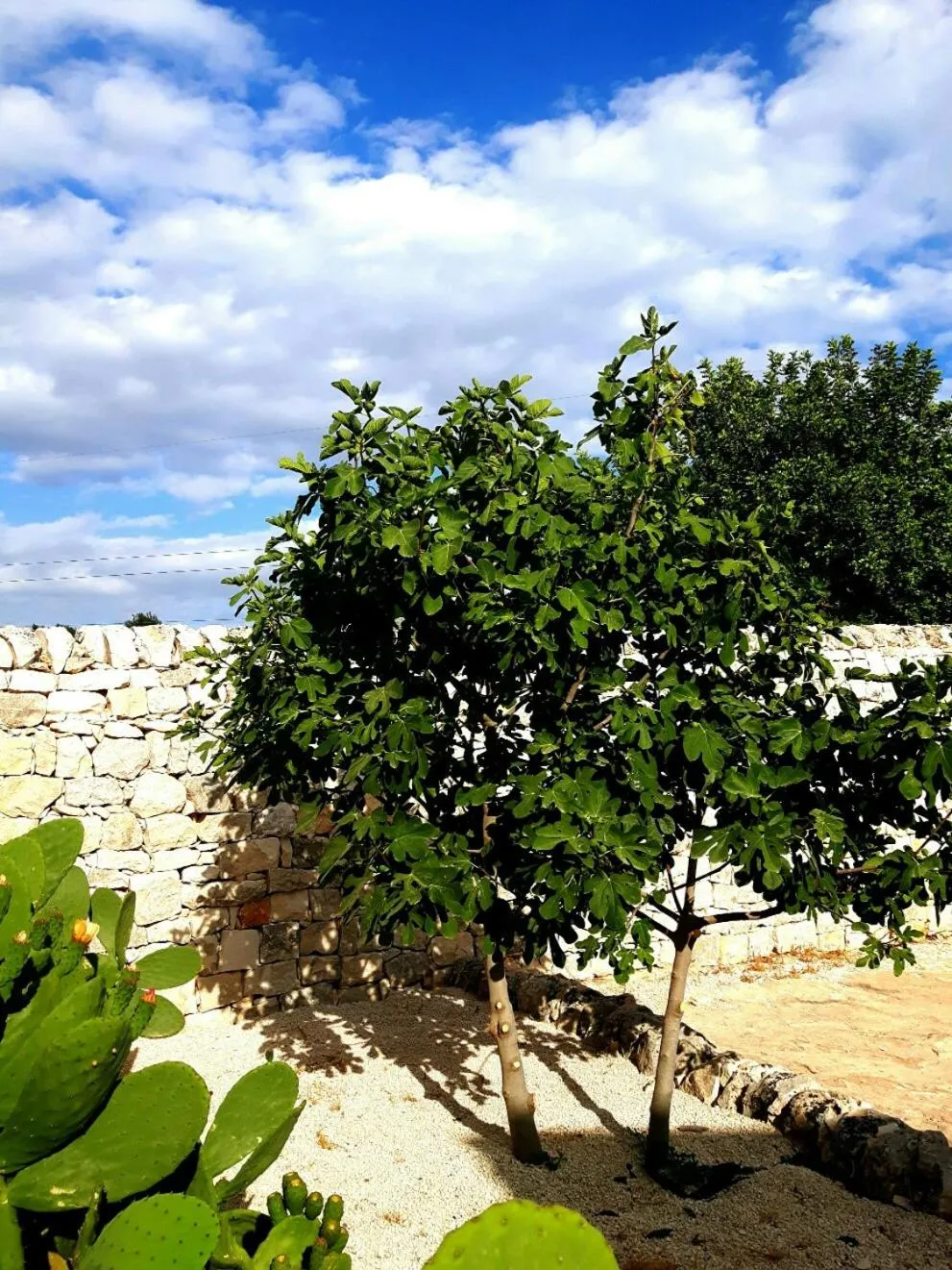 Garden in Masseria Cianciò