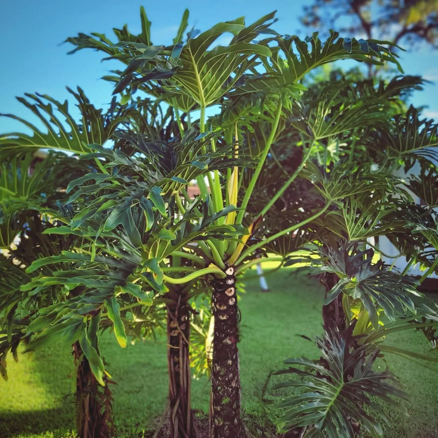 Chacara Estrela do Mar