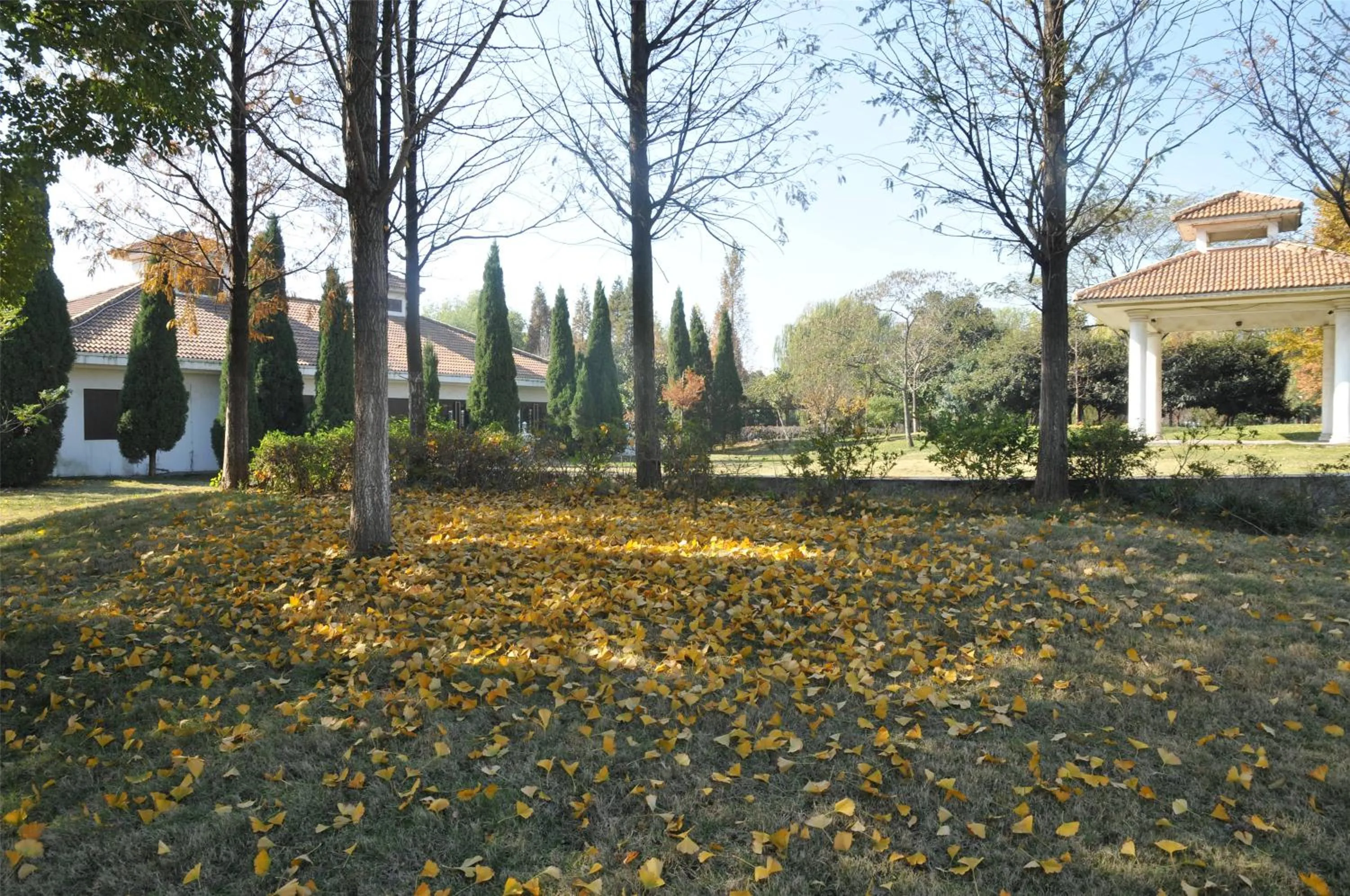 Autumn in Jinling Resort Nanjing