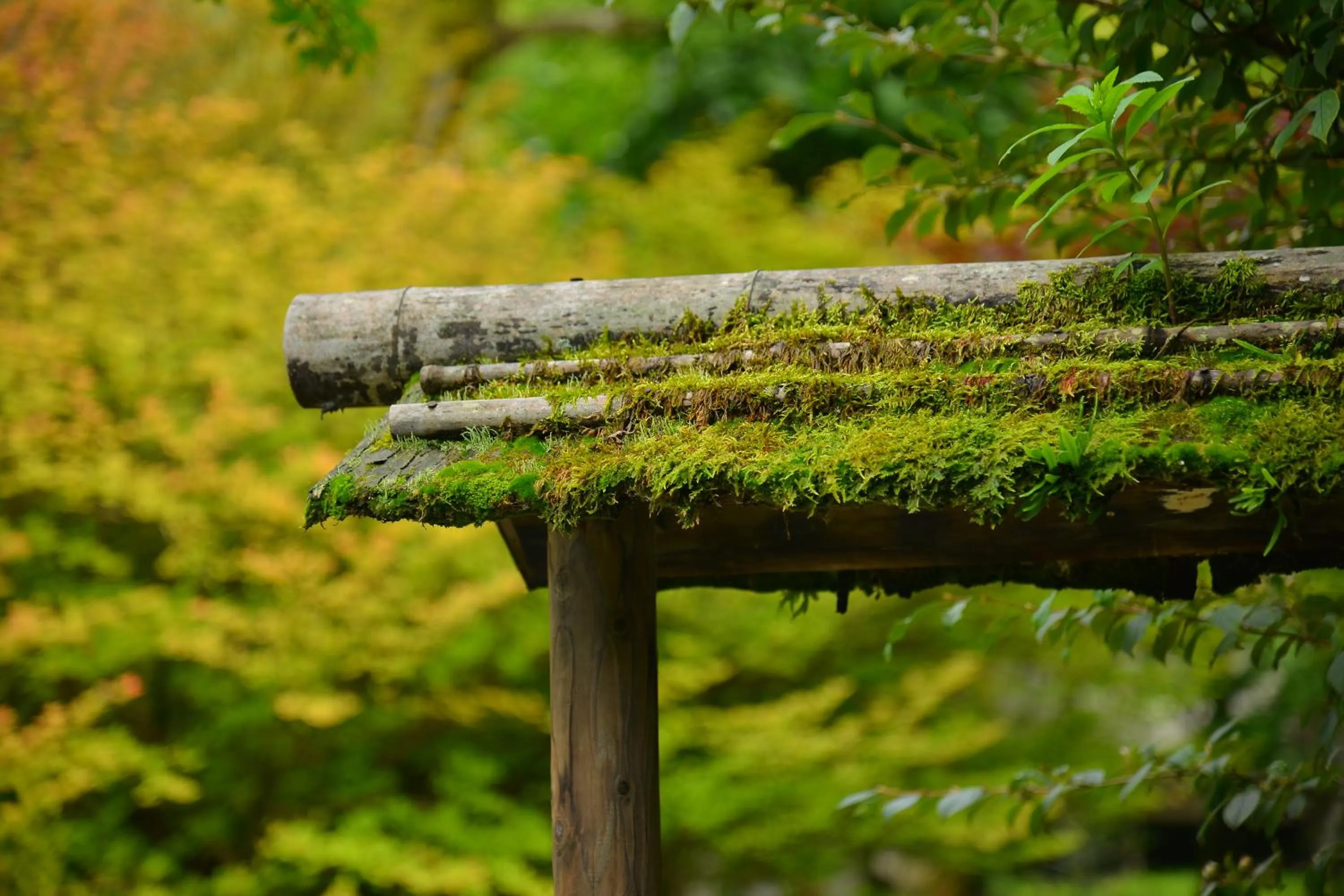 Garden in Nikko Hoshino Yado
