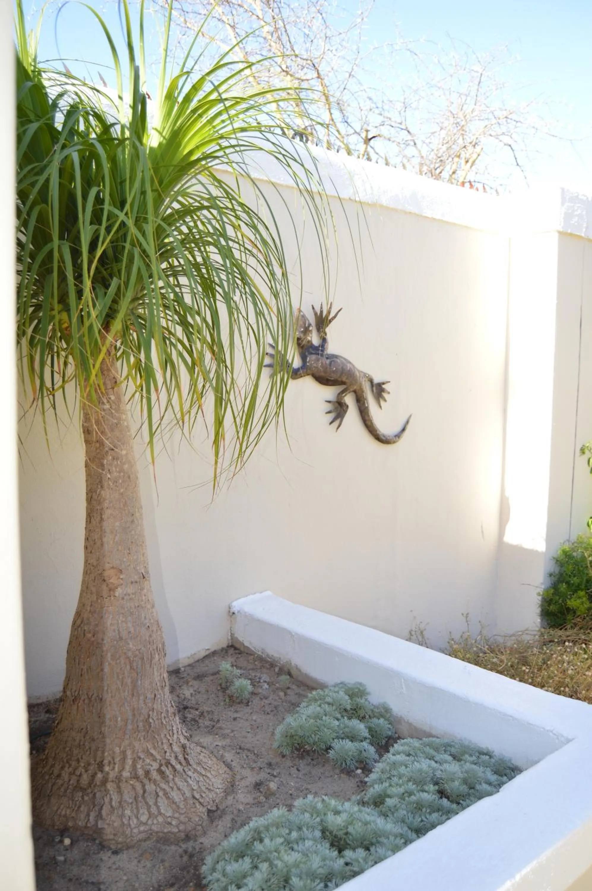 Garden in African Palm Cottage and Guesthouse