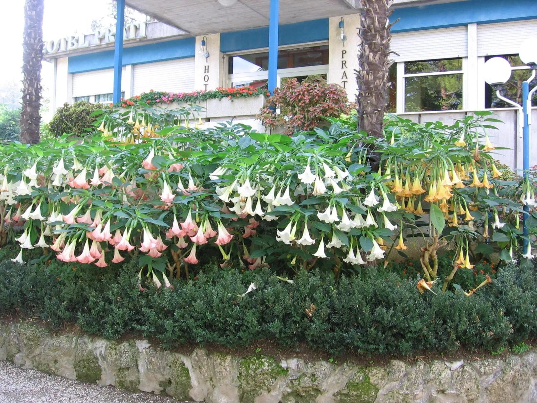 Garden in Hotel Prati
