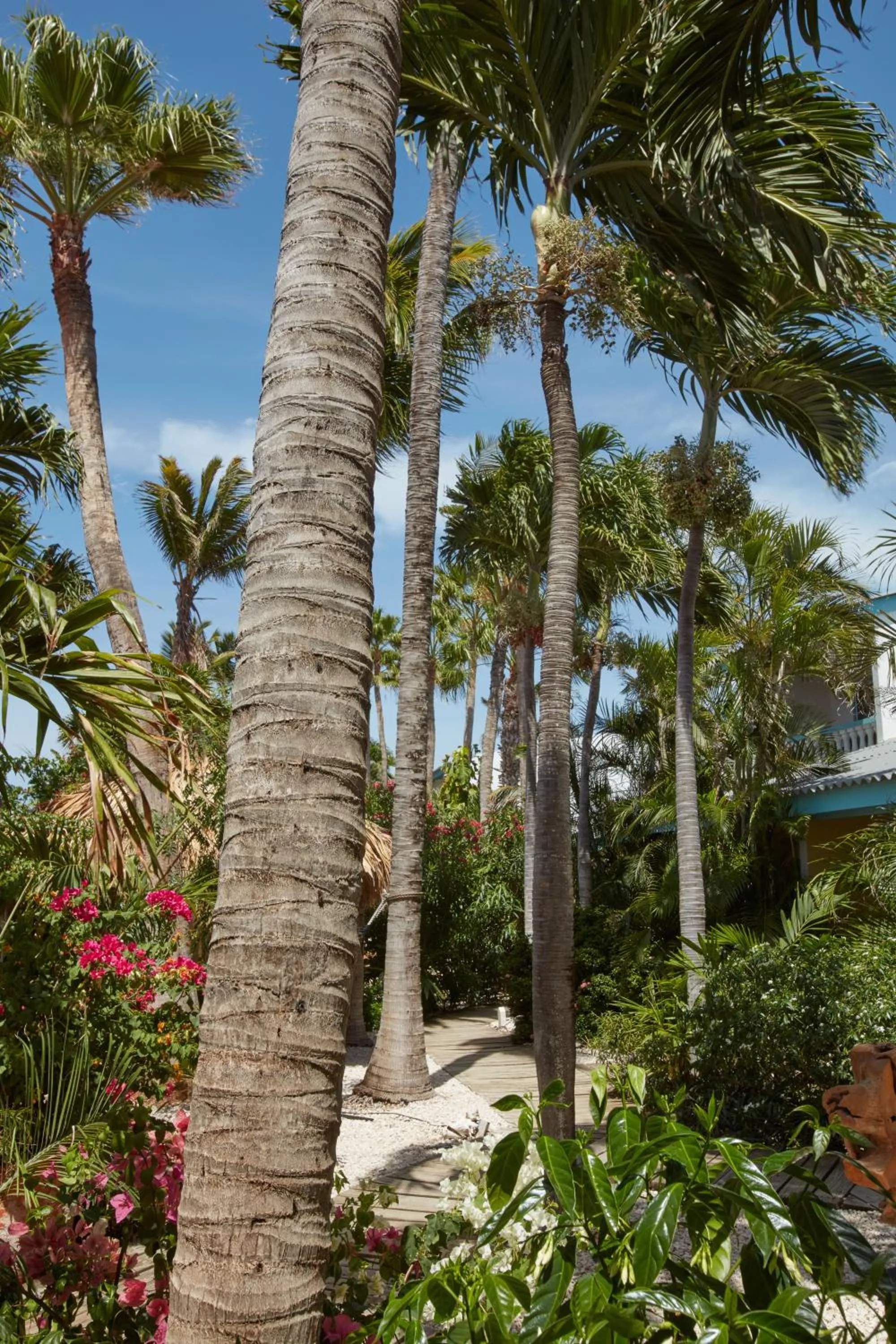 Garden in Paradera Park Aruba